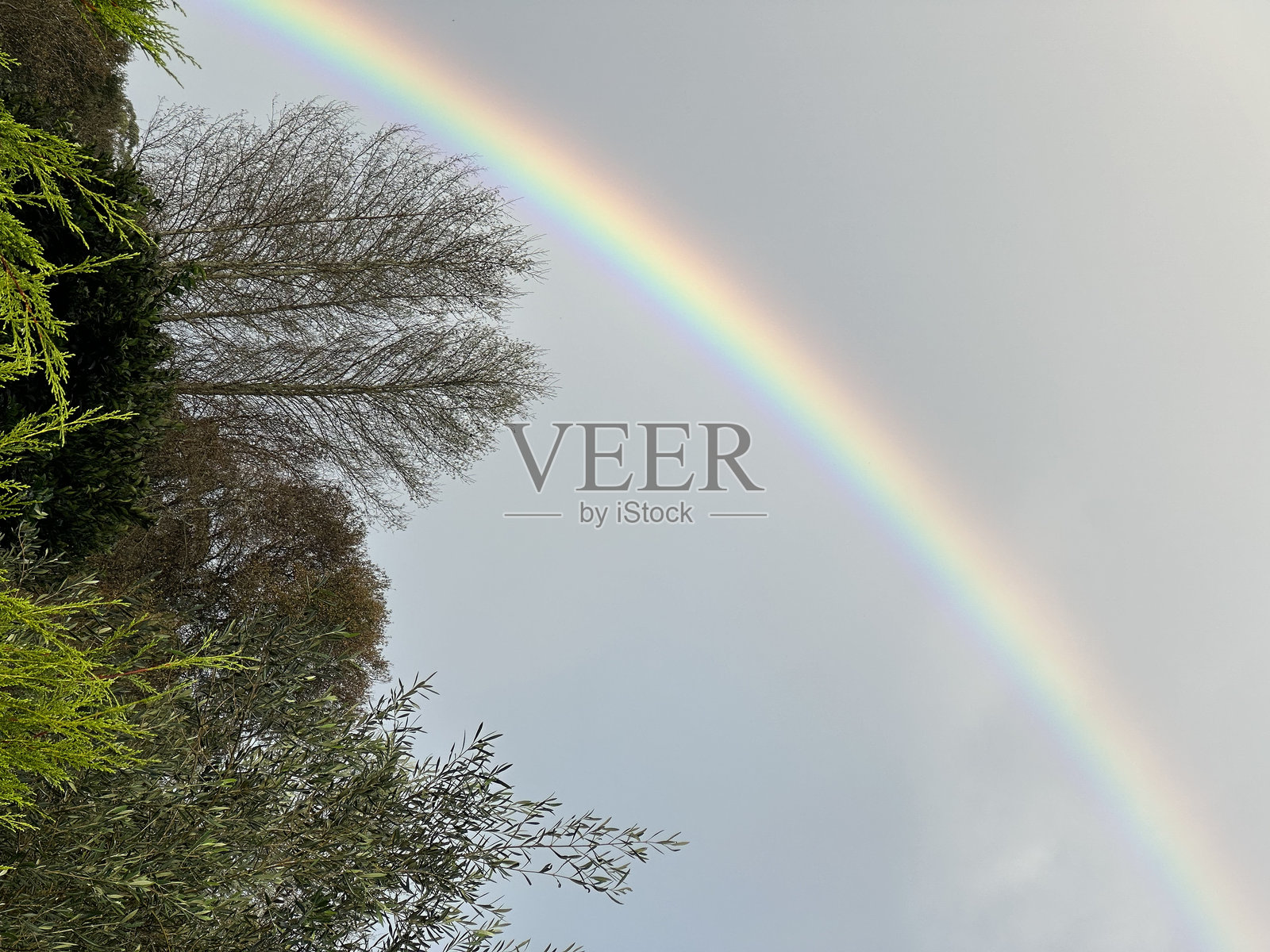 2023年12月，西班牙加利西亚O Rosal附近Eiras的树木上空出现彩虹，暴风雨过后。照片摄影图片