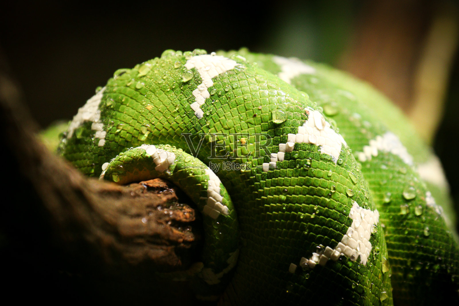 水滴照片摄影图片