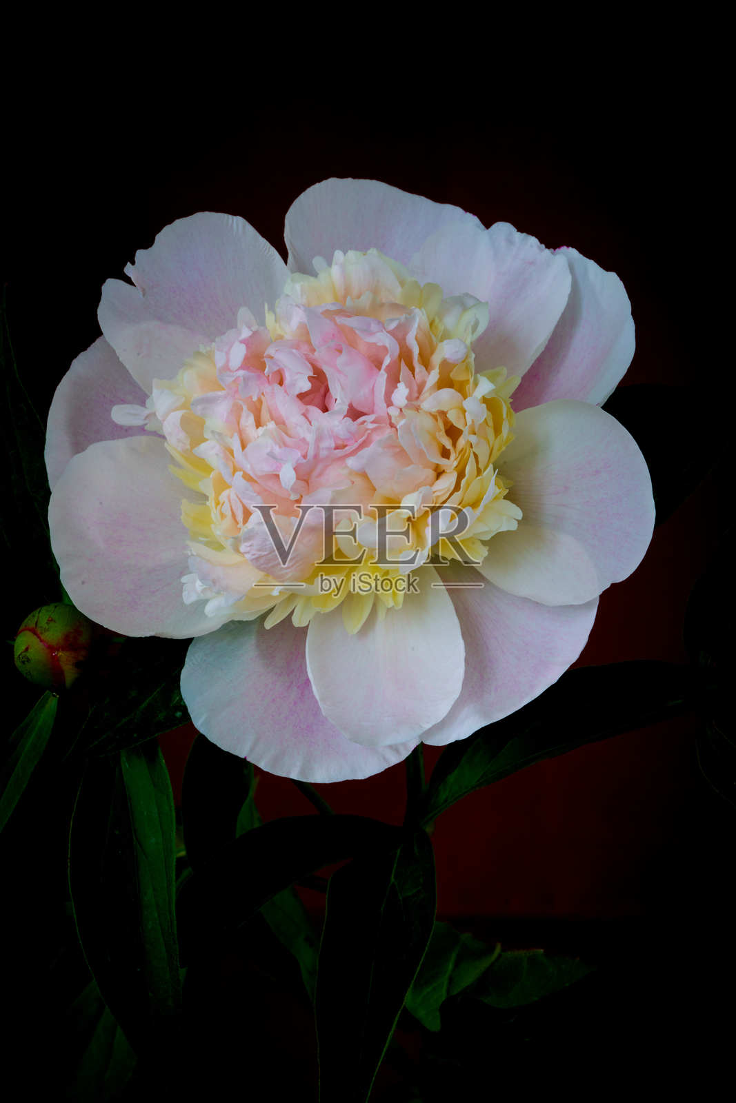 黑色背景上的牡丹花盛开照片摄影图片