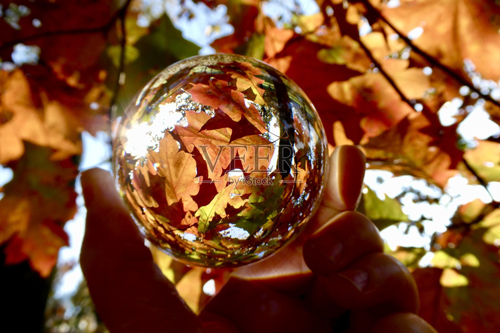 手握水晶球，背景是秋天的树木照片摄影图片