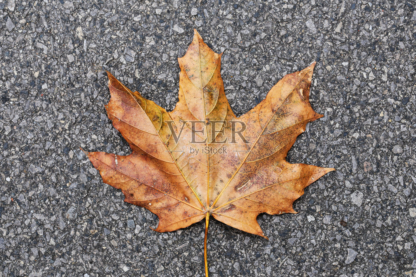 单片叶子孤立在沥青路面背景上。秋天的叶子纹理。照片摄影图片