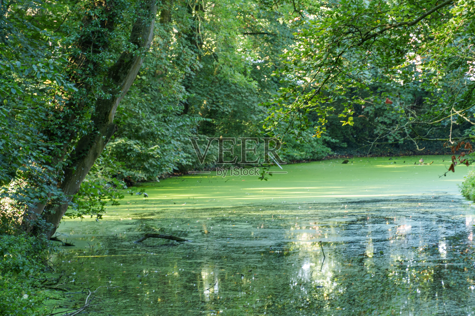 东弗里斯兰北海海岸的克鲁姆霍恩地区的晚夏照片摄影图片