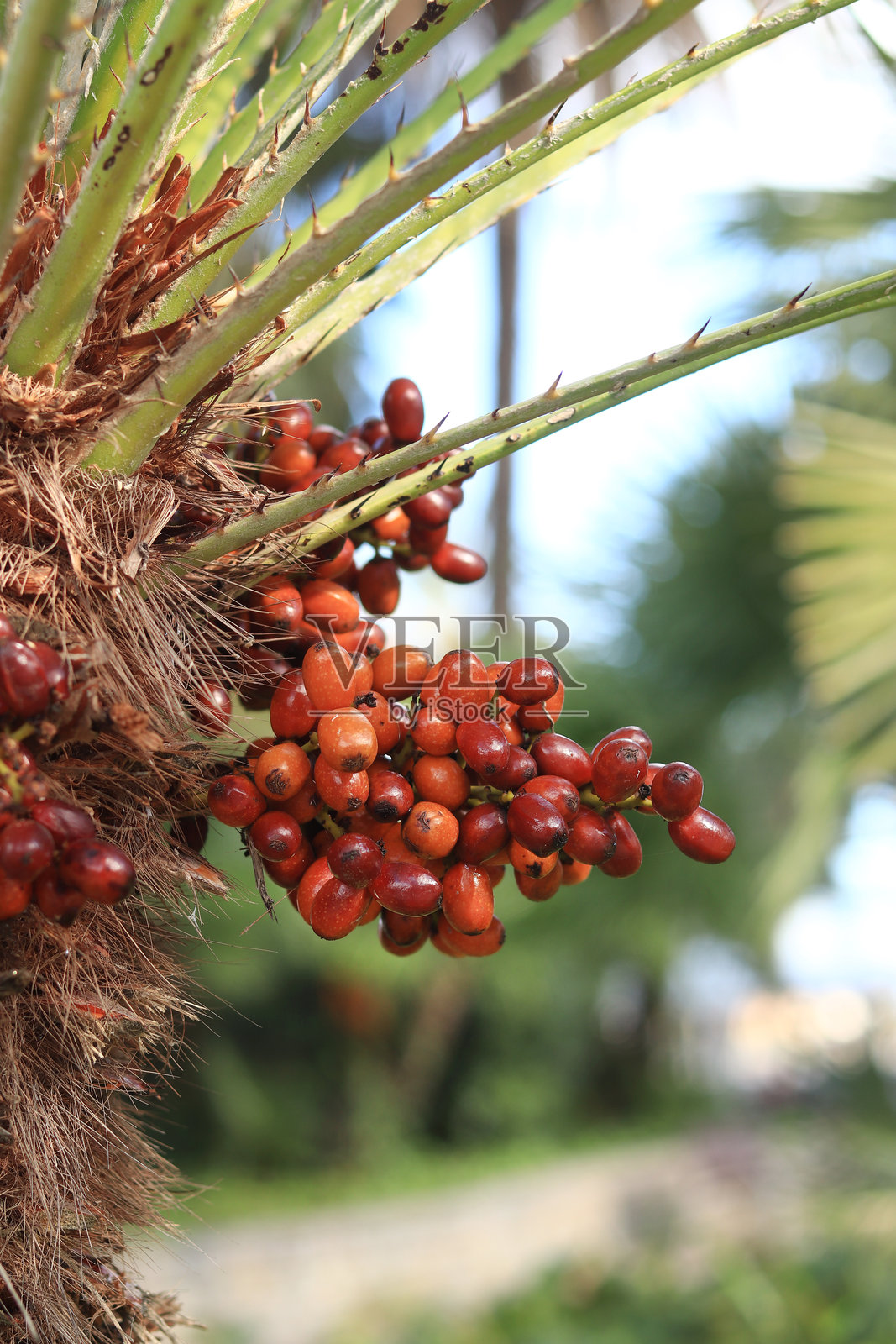 结果小扇棕榈。矮棕榈照片摄影图片