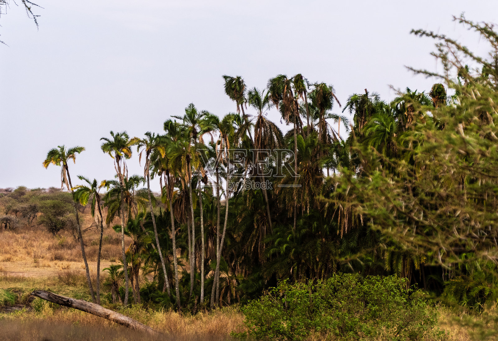 宁静的塞伦盖蒂风景照片摄影图片
