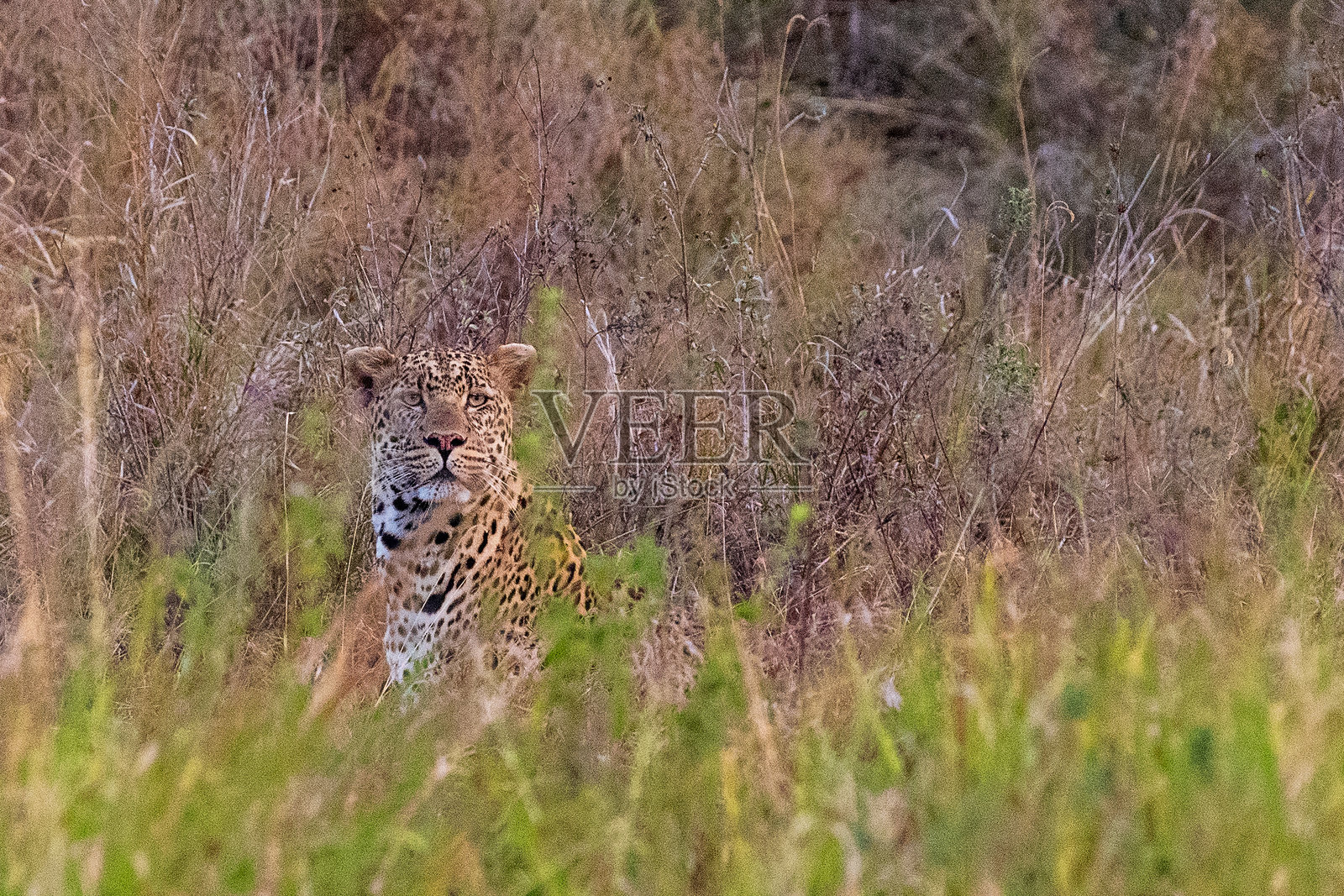 塞伦盖蒂的豹子目击照片摄影图片