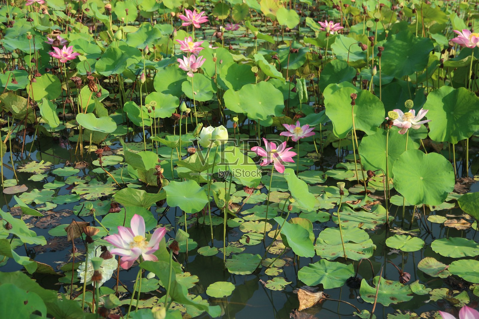 莲花或荷花（Nelumbo nucifera）的美丽色彩和形状照片摄影图片