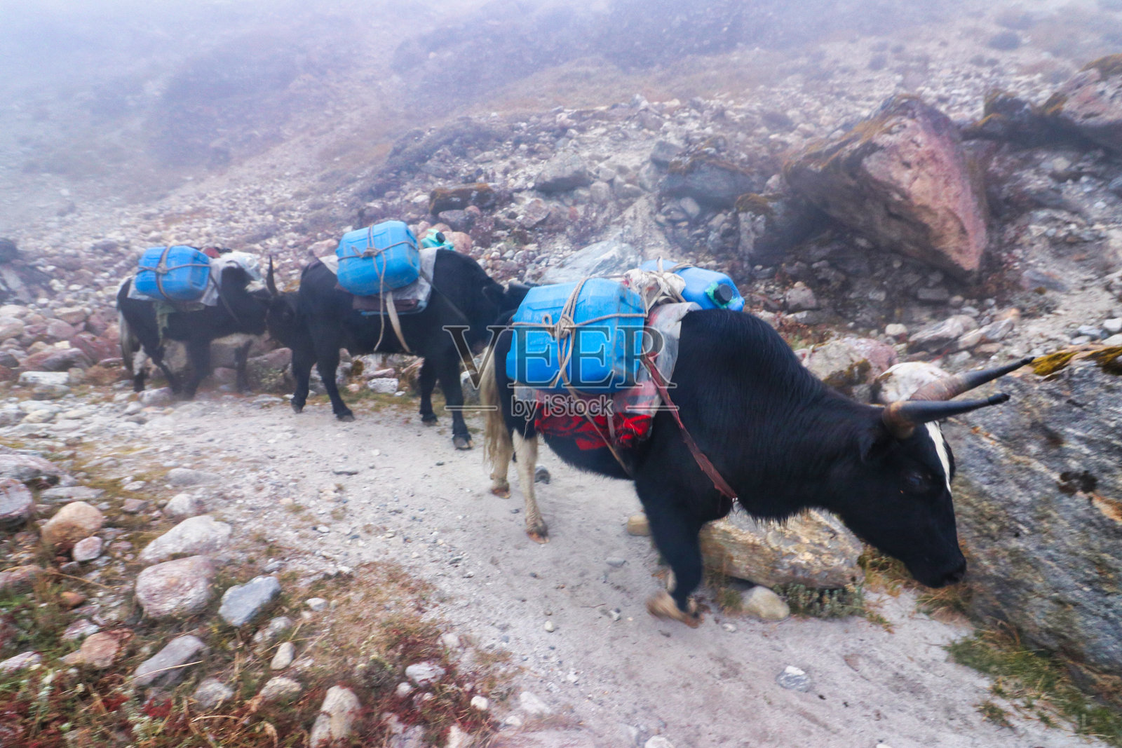 佐普克或牦牛杂交驮兽，尼泊尔，塔格纳克村照片摄影图片