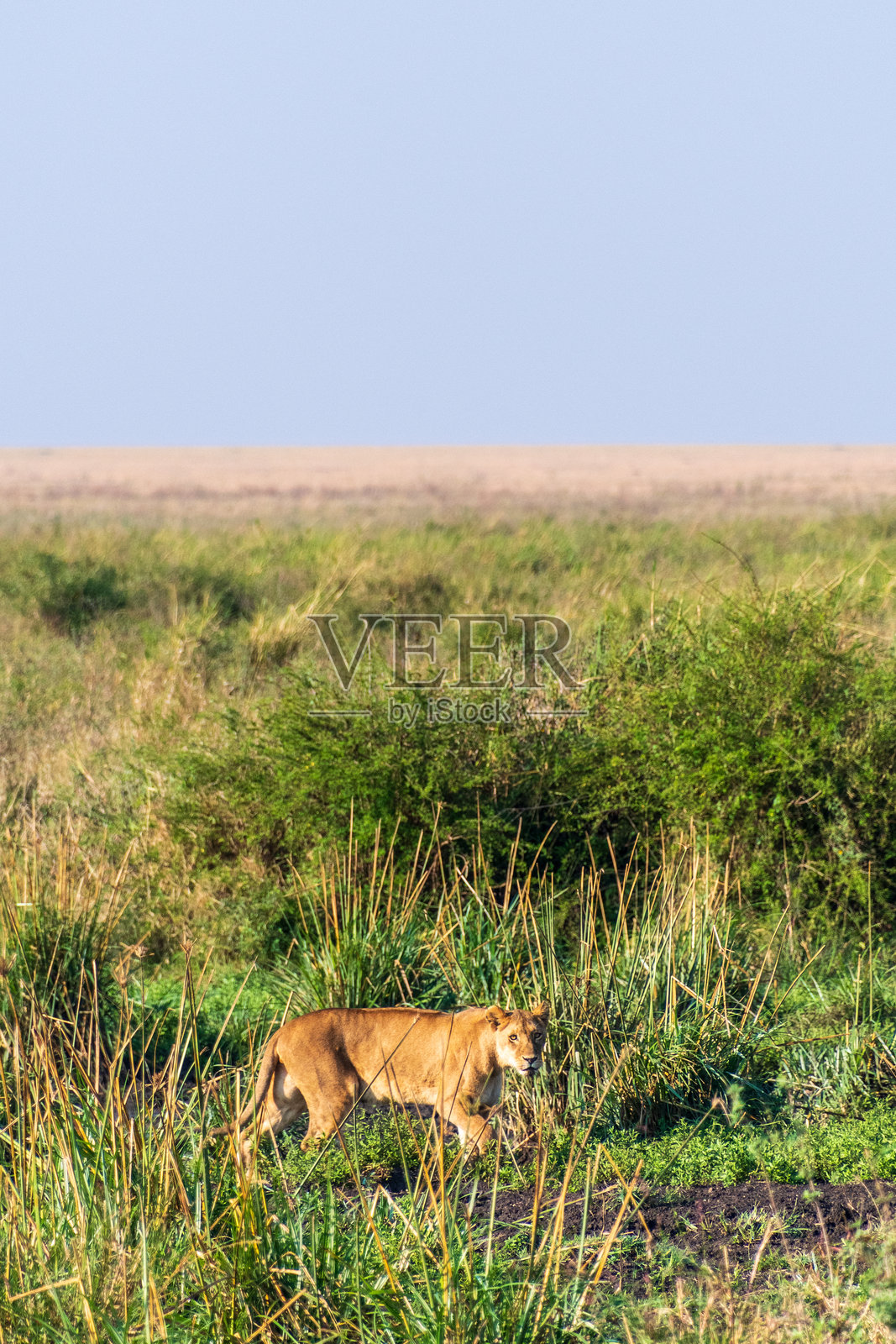 塞伦盖蒂的雌狮照片摄影图片