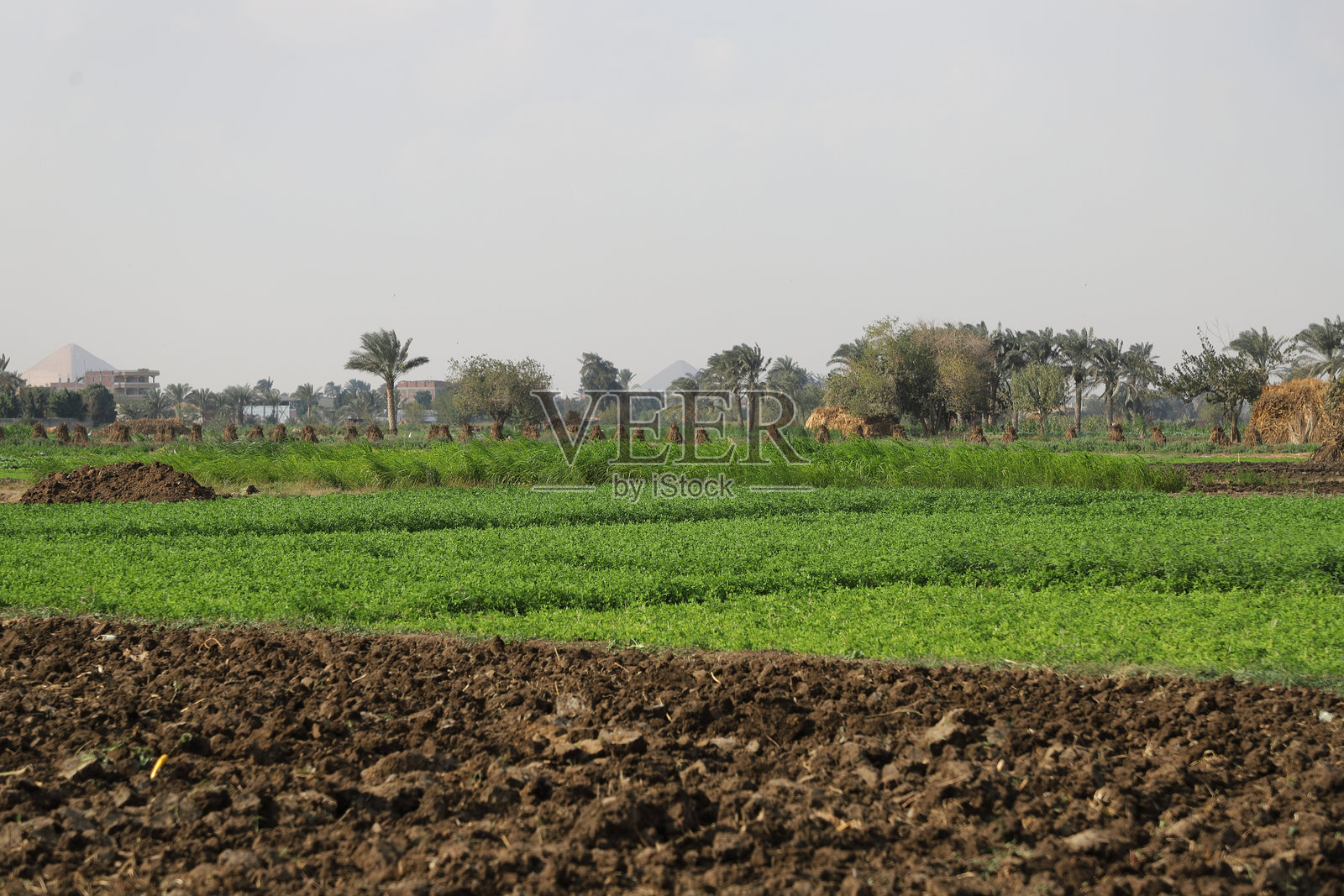 田野里的农作物照片摄影图片