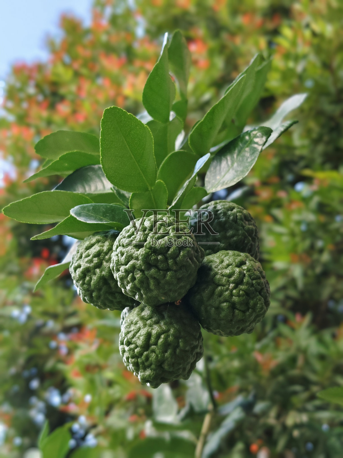 树上的青柠特写镜头照片摄影图片