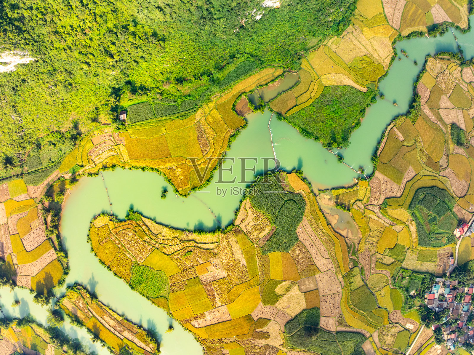 收获季节的稻田俯视图，越南北部乡村的高角度视图照片摄影图片