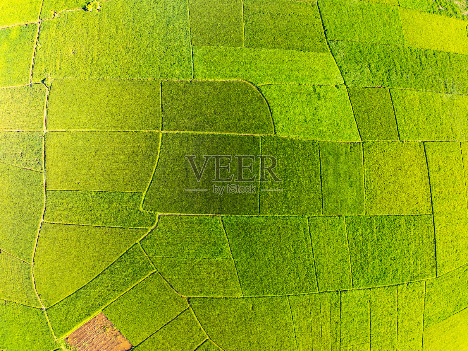 收获季节的稻田俯视图，越南北部乡村的高角度视图照片摄影图片