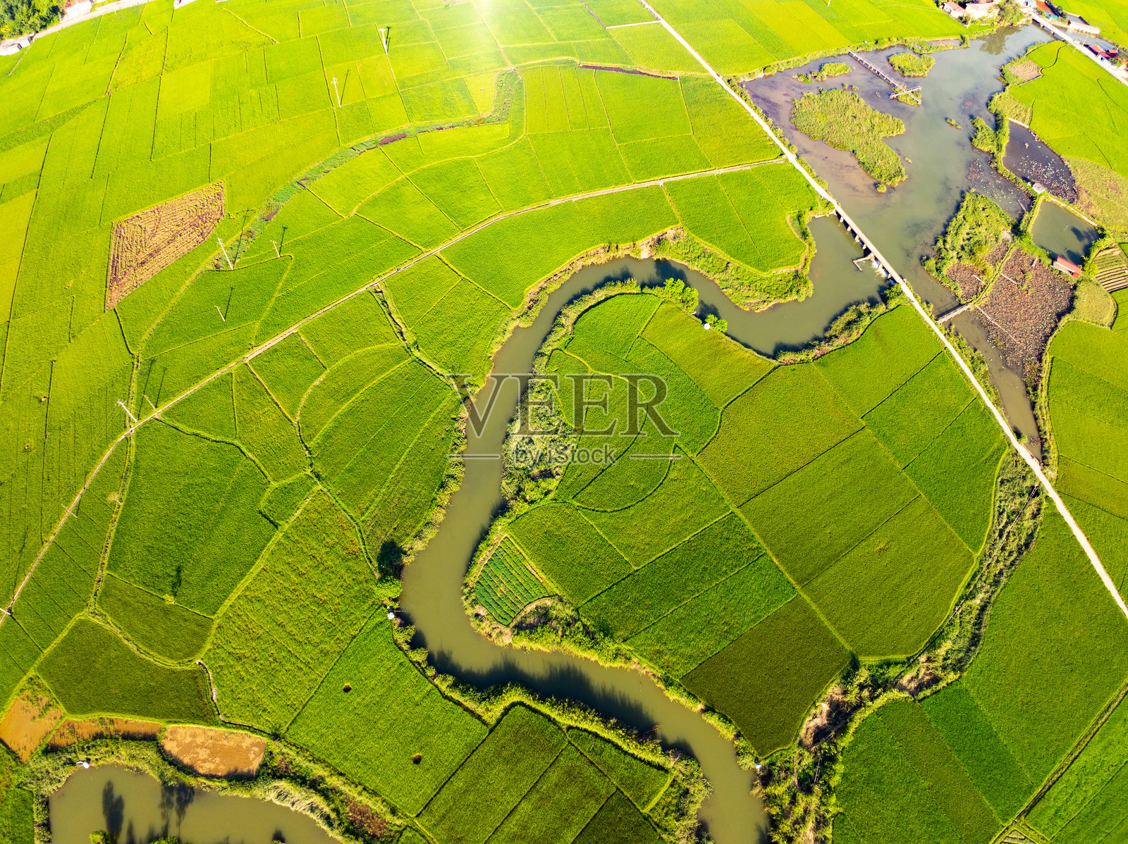 收获季节的稻田俯视图，越南北部乡村的高角度视图照片摄影图片