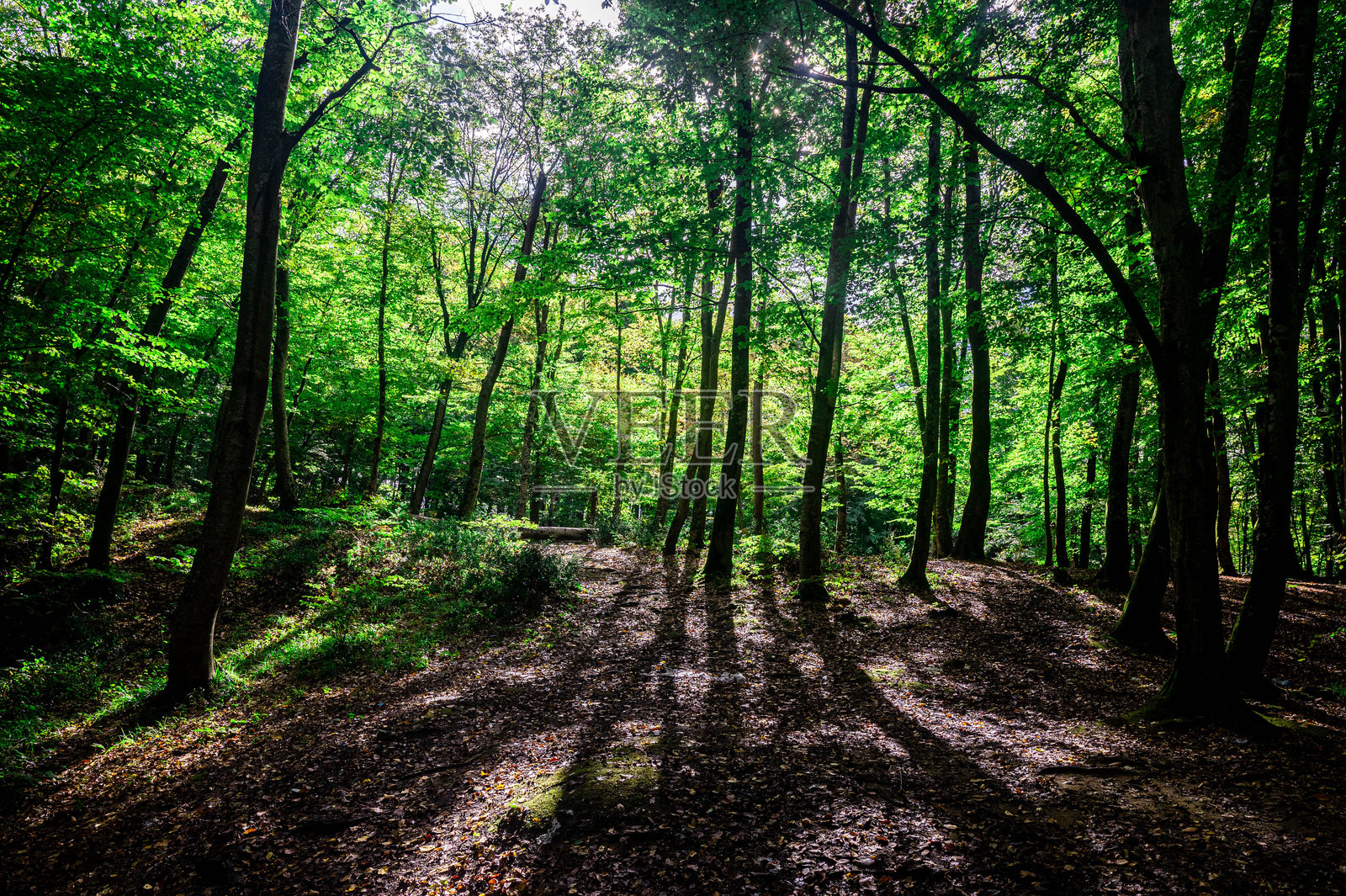秋天的照片照片摄影图片