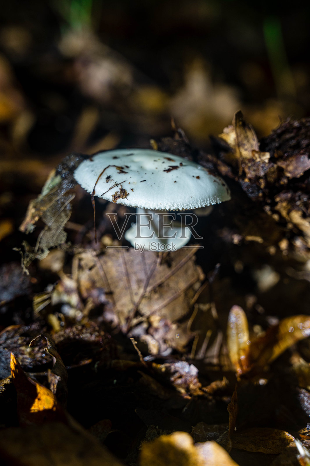 秋季蘑菇照片照片摄影图片