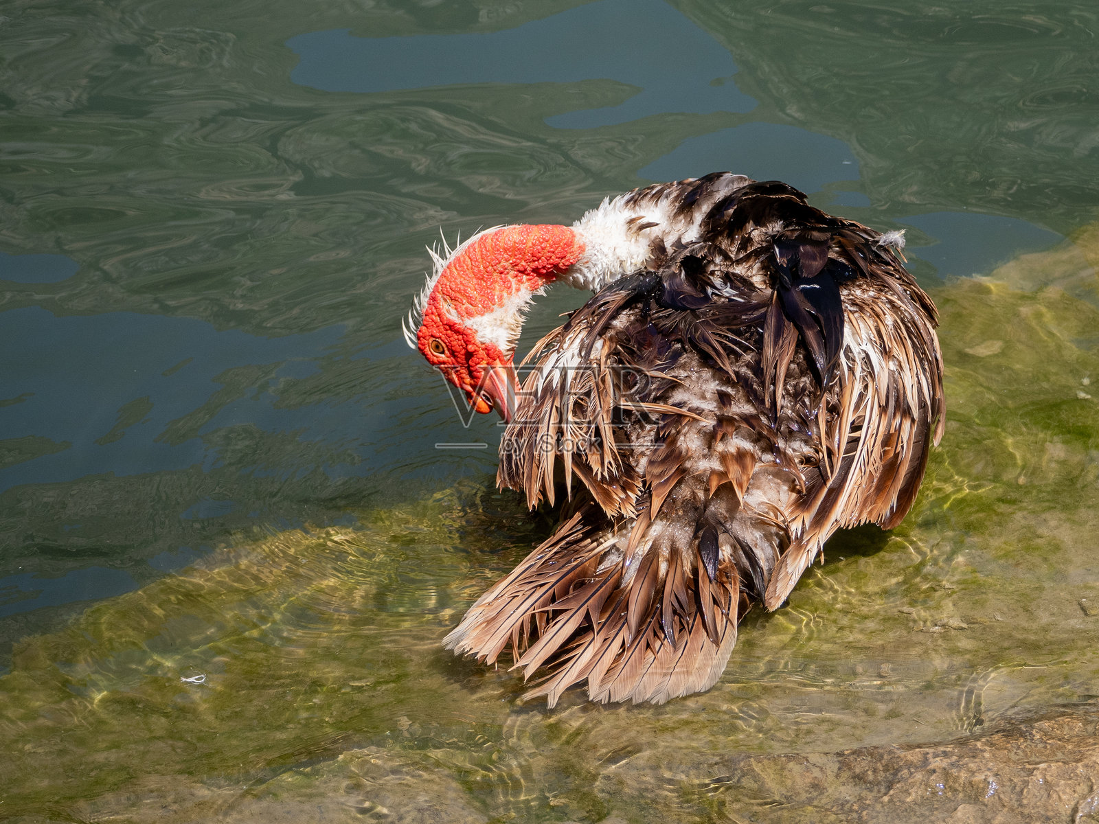 马斯科维鸭（Cairina Moschata）坐在码头边上照片摄影图片