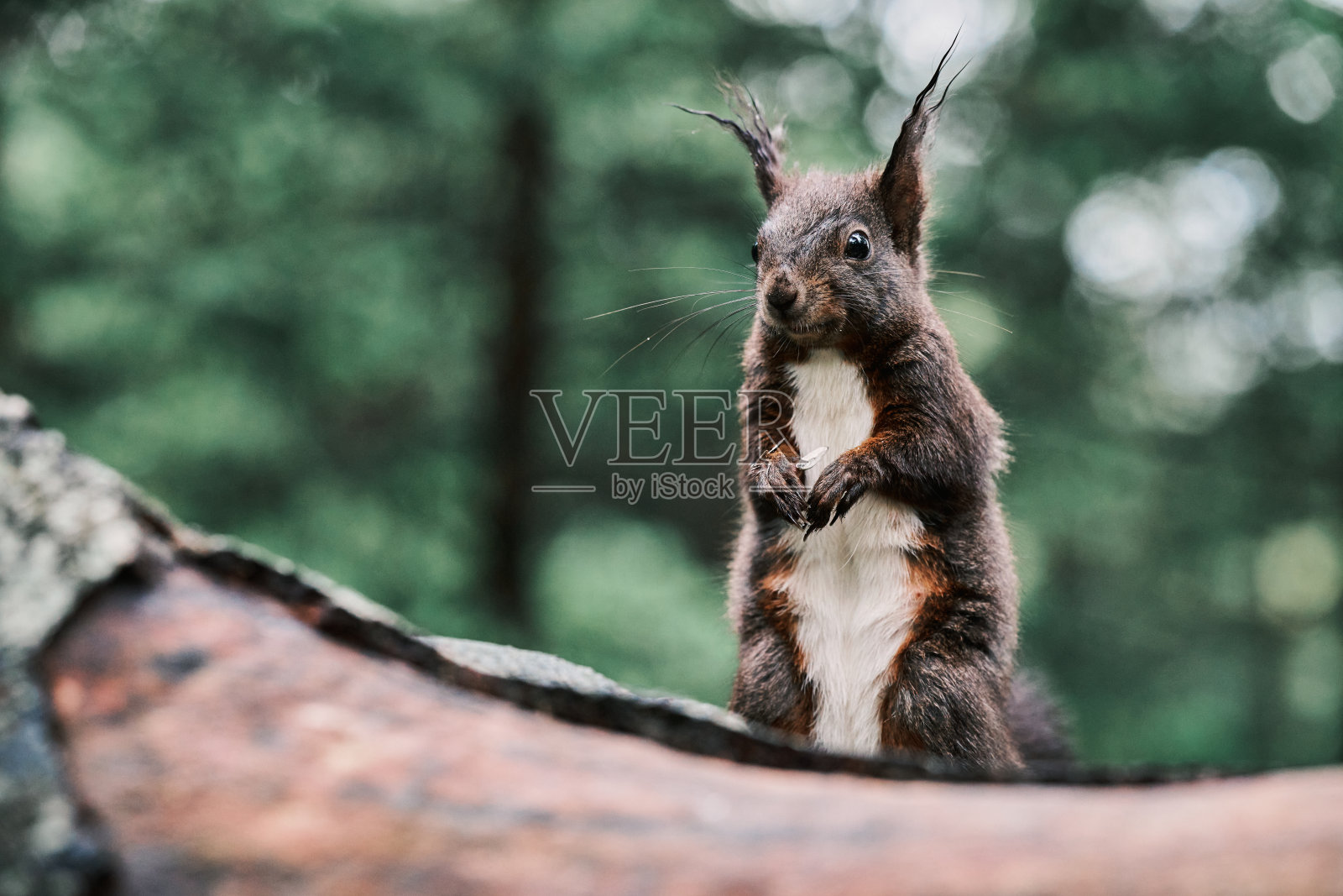 森林中的警觉红松鼠照片摄影图片