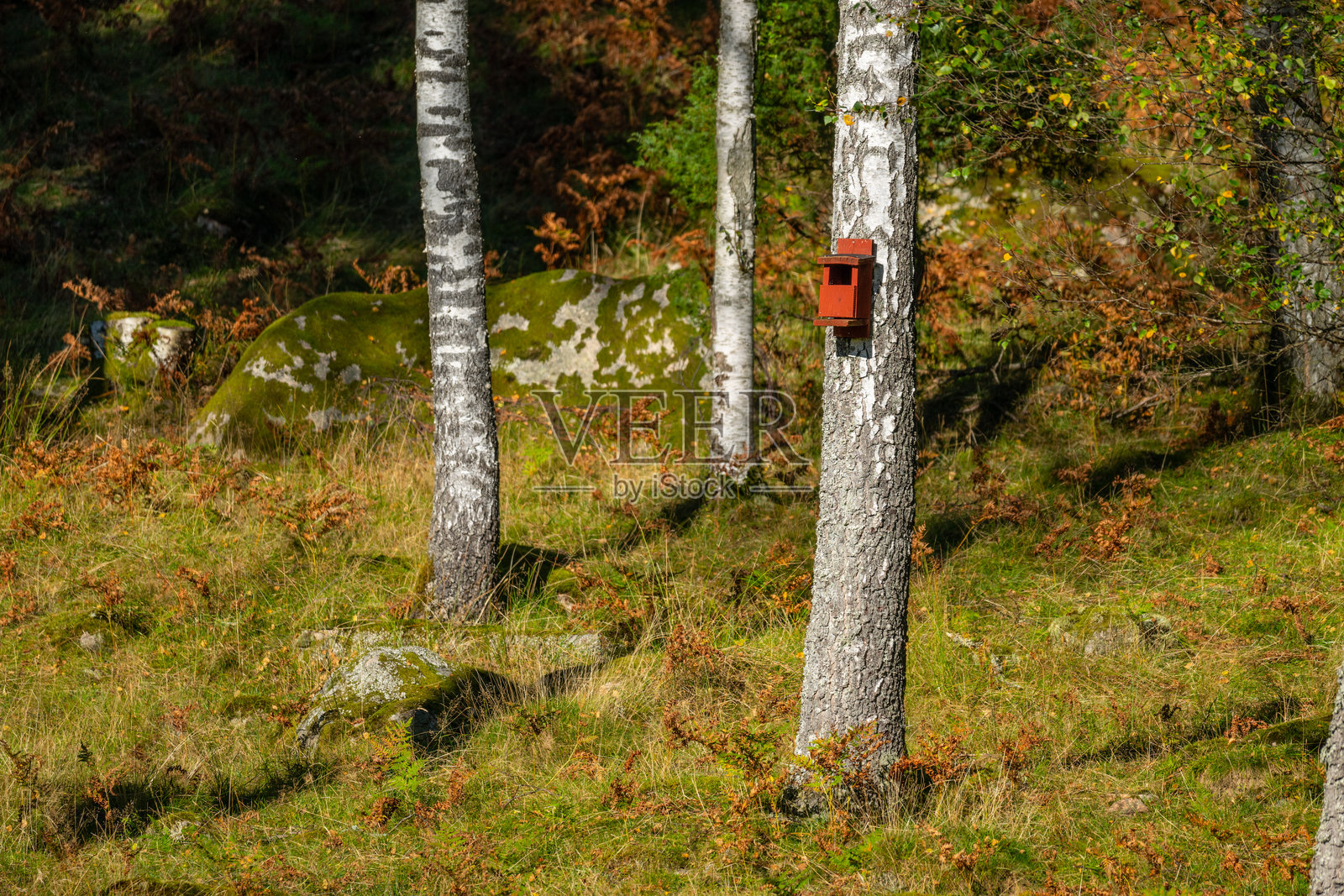 白桦树与红色鸟屋。照片摄影图片