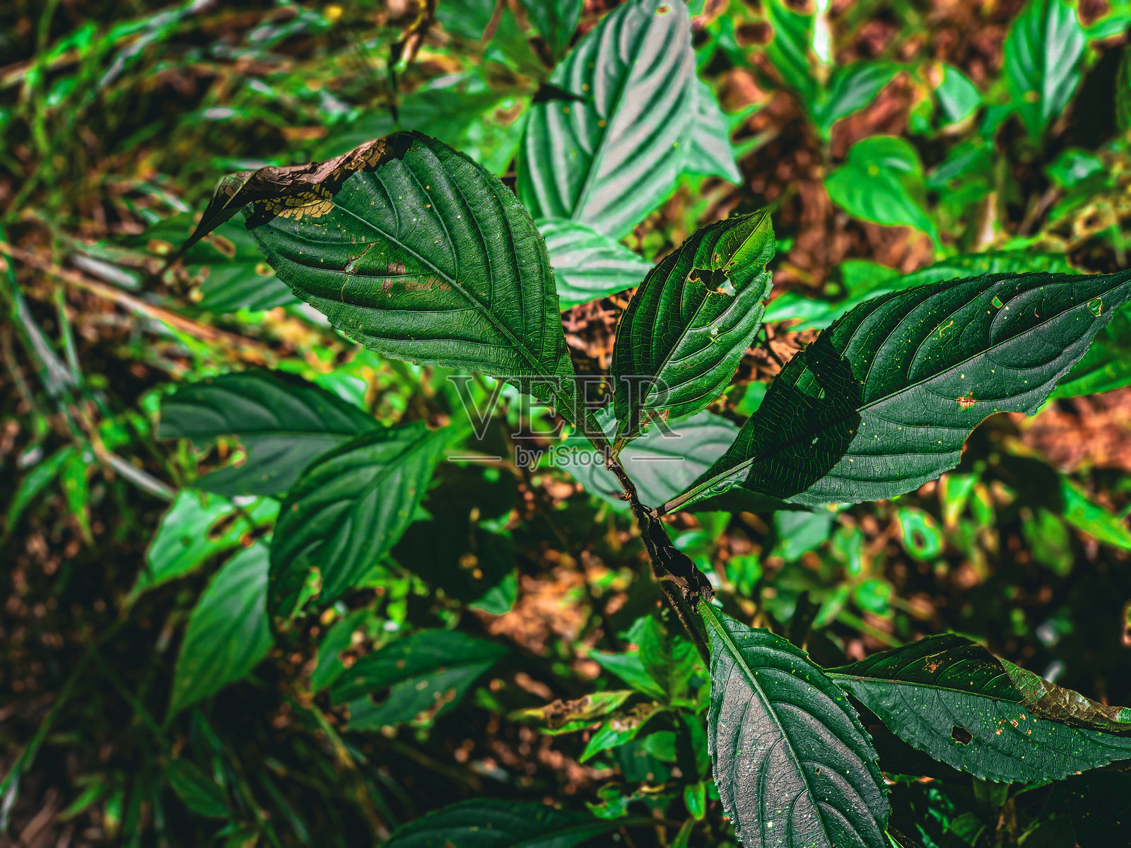 新鲜的绿色叶子和森林背景。热带夏季和自然环境概念，阳光照射下的郁郁葱葱的绿色叶子。照片摄影图片
