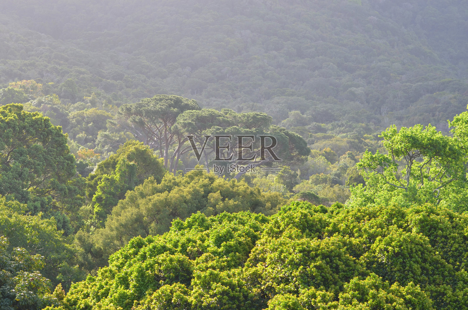 基尔斯滕博斯植物园郁郁葱葱的森林景观照片摄影图片