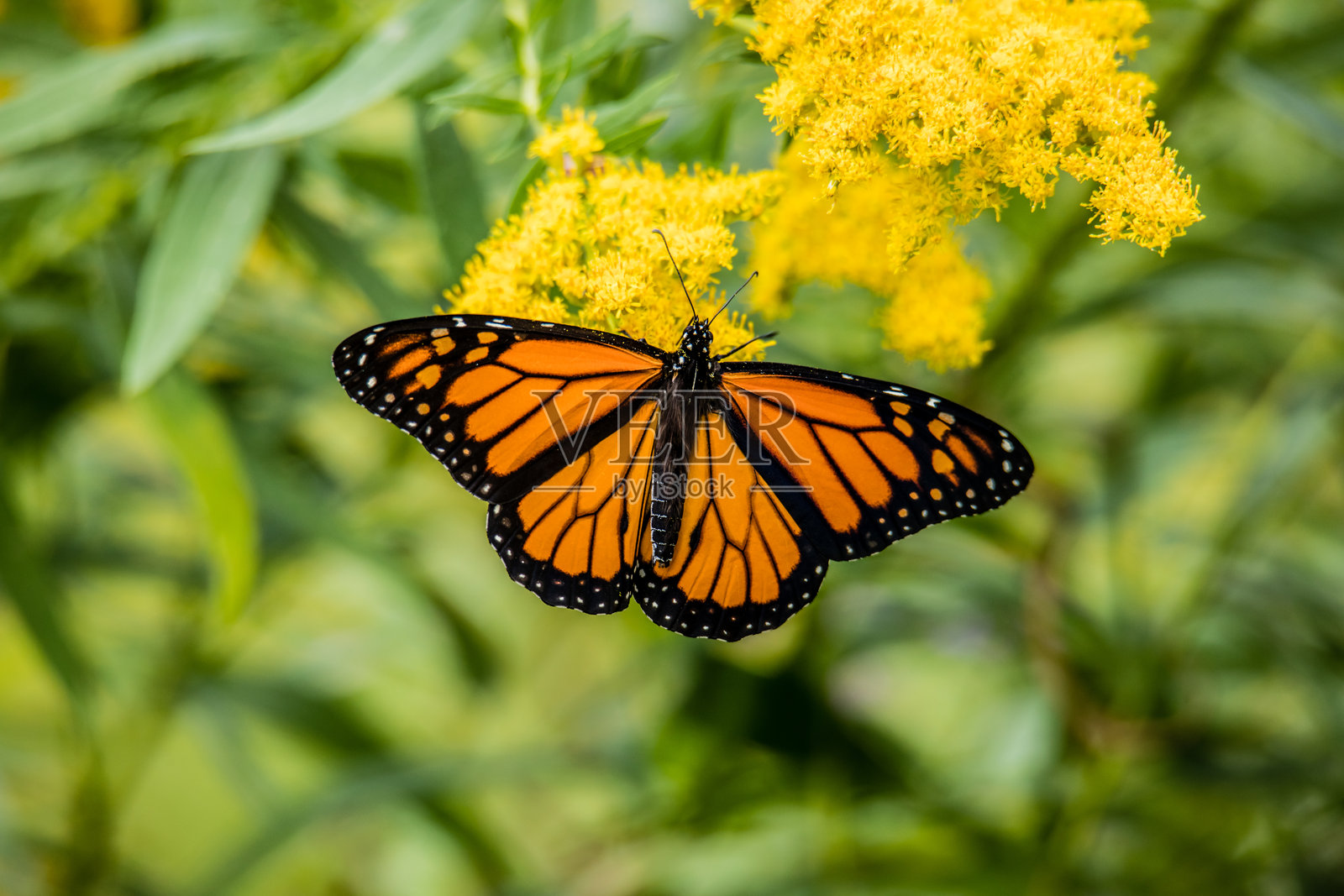 夏季花园中的君主蝶与黄花金光菊照片摄影图片