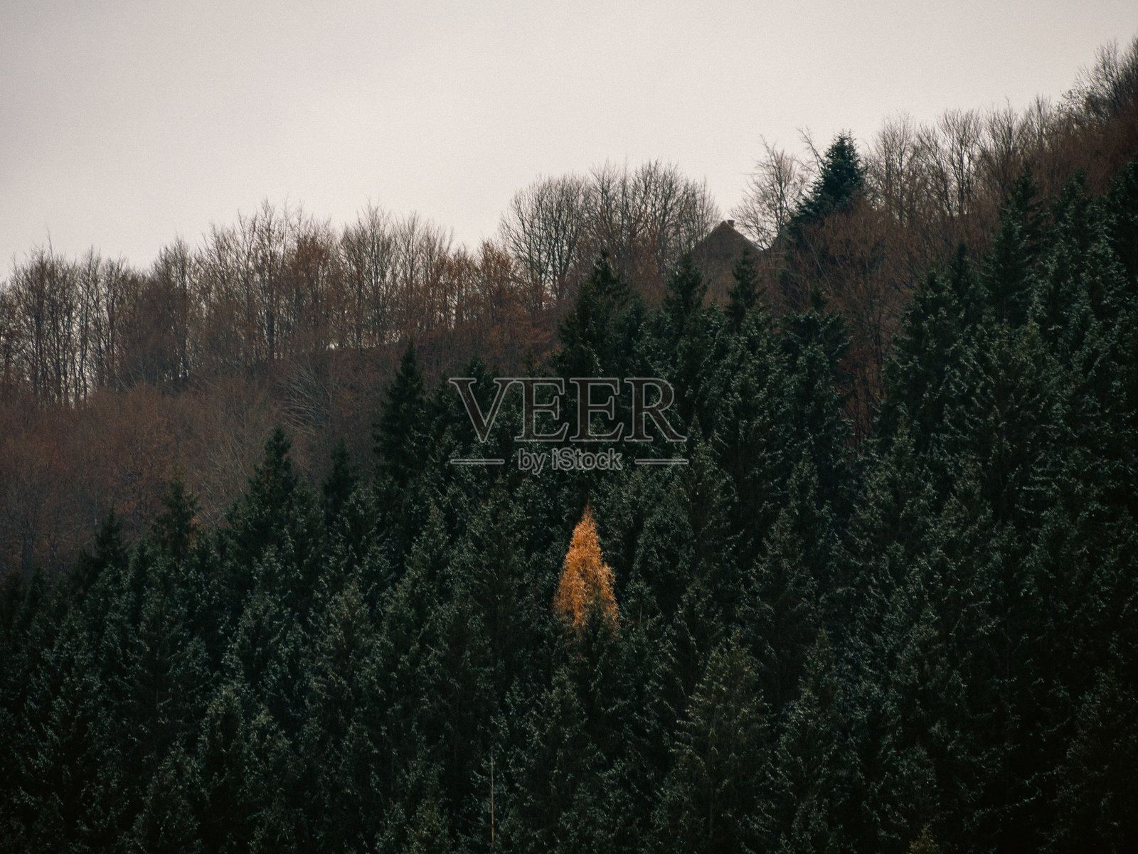 秋季喀尔巴阡山脉森林中的黄色落叶松与绿色云杉松树形成鲜明对比，特朗斯卡帕希亚的村庄。照片摄影图片