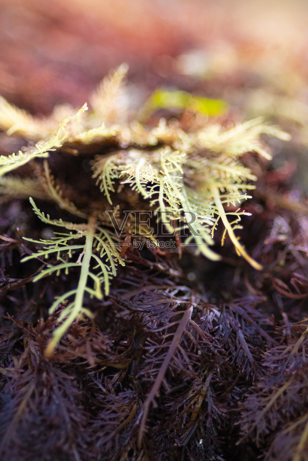 宏观潮池纹理照片摄影图片