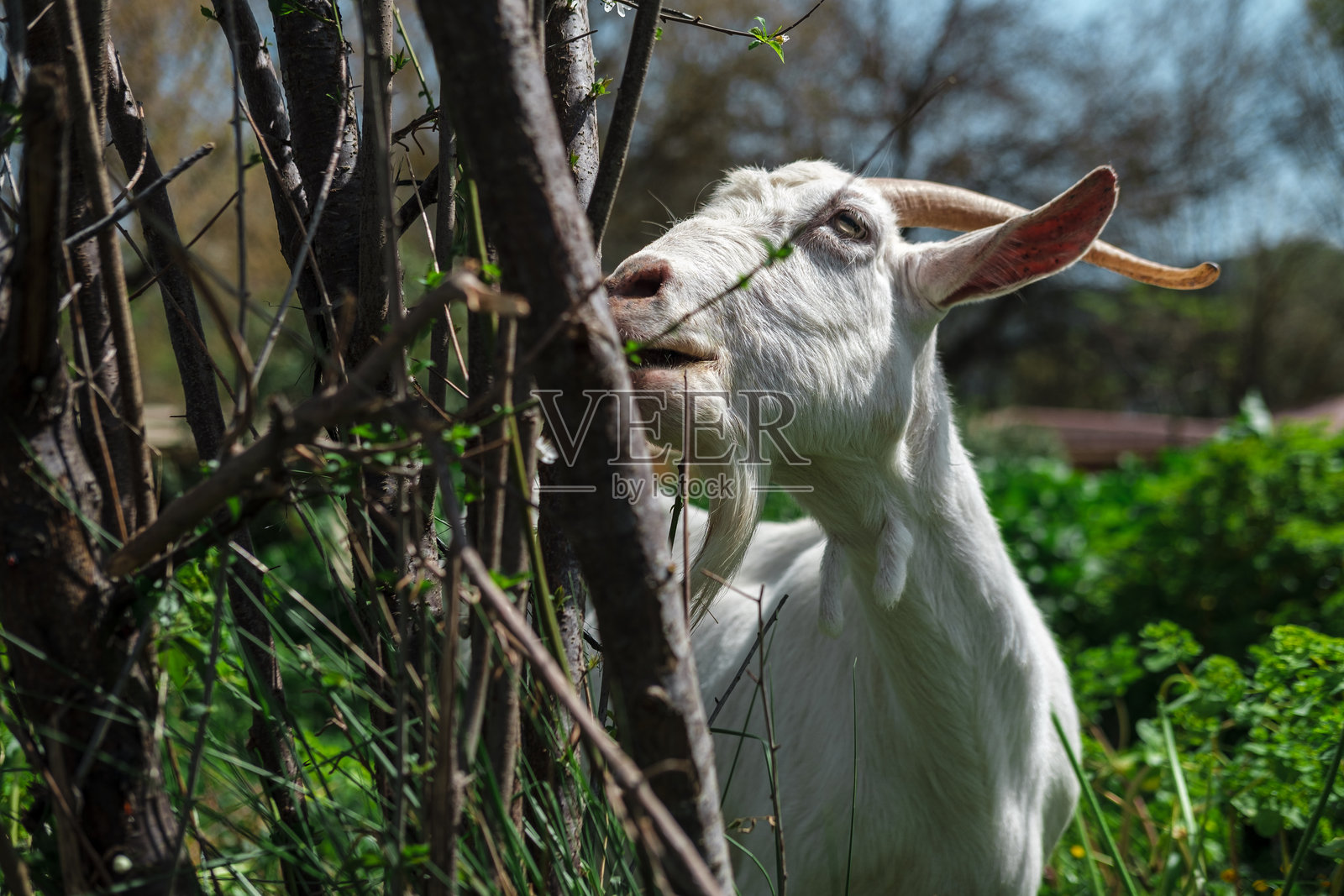 白色山羊在春天的阳光明媚的乡村农场里吃树。照片摄影图片