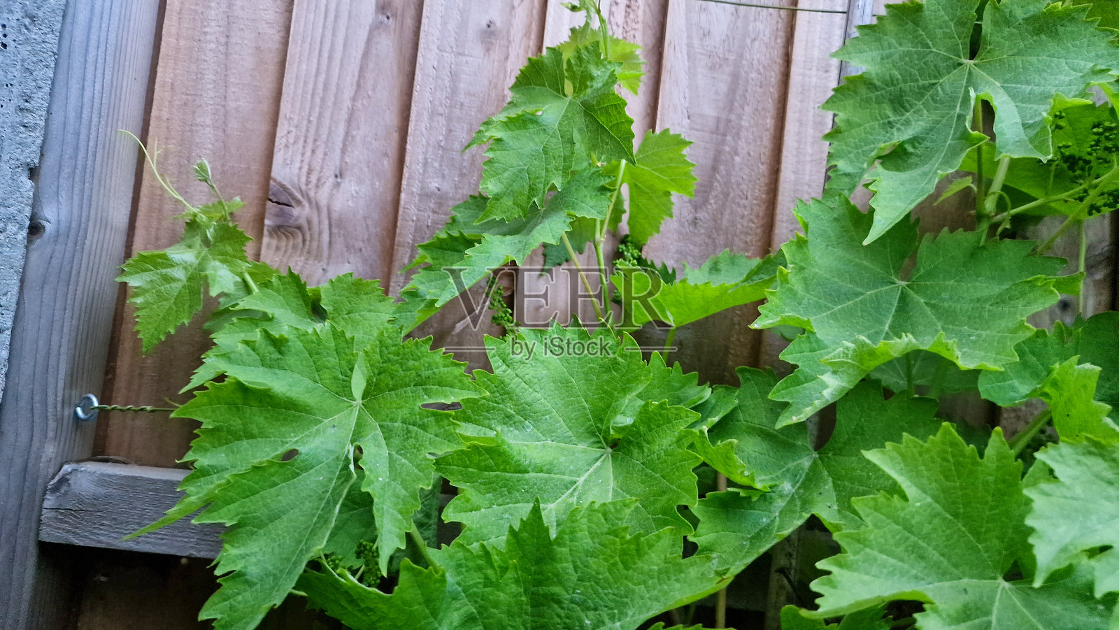 年轻葡萄叶的特写照片摄影图片