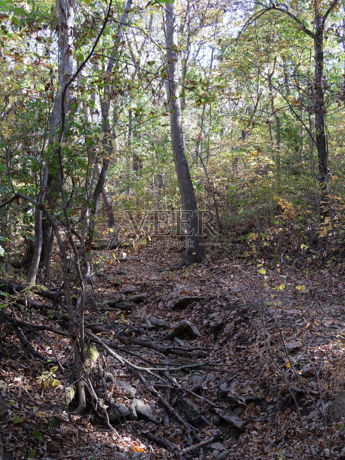 晚秋的雪松小径照片摄影图片