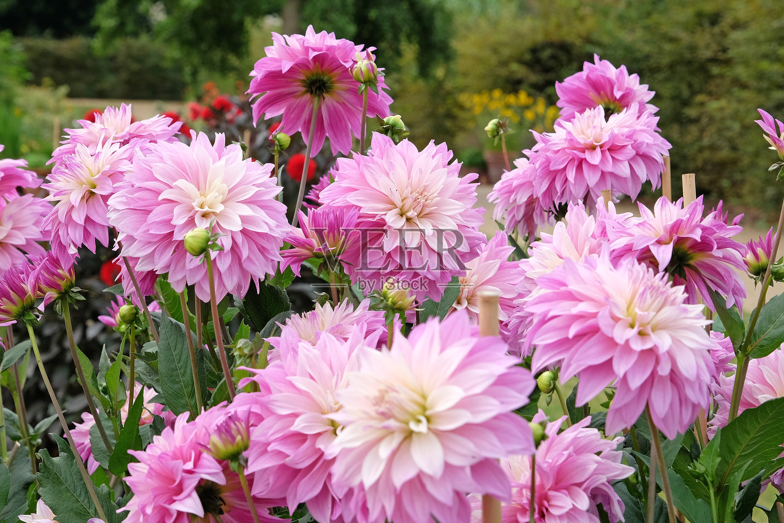 紫丁香色和奶油色的餐盘装饰性大丽花迷宫双色花。照片摄影图片