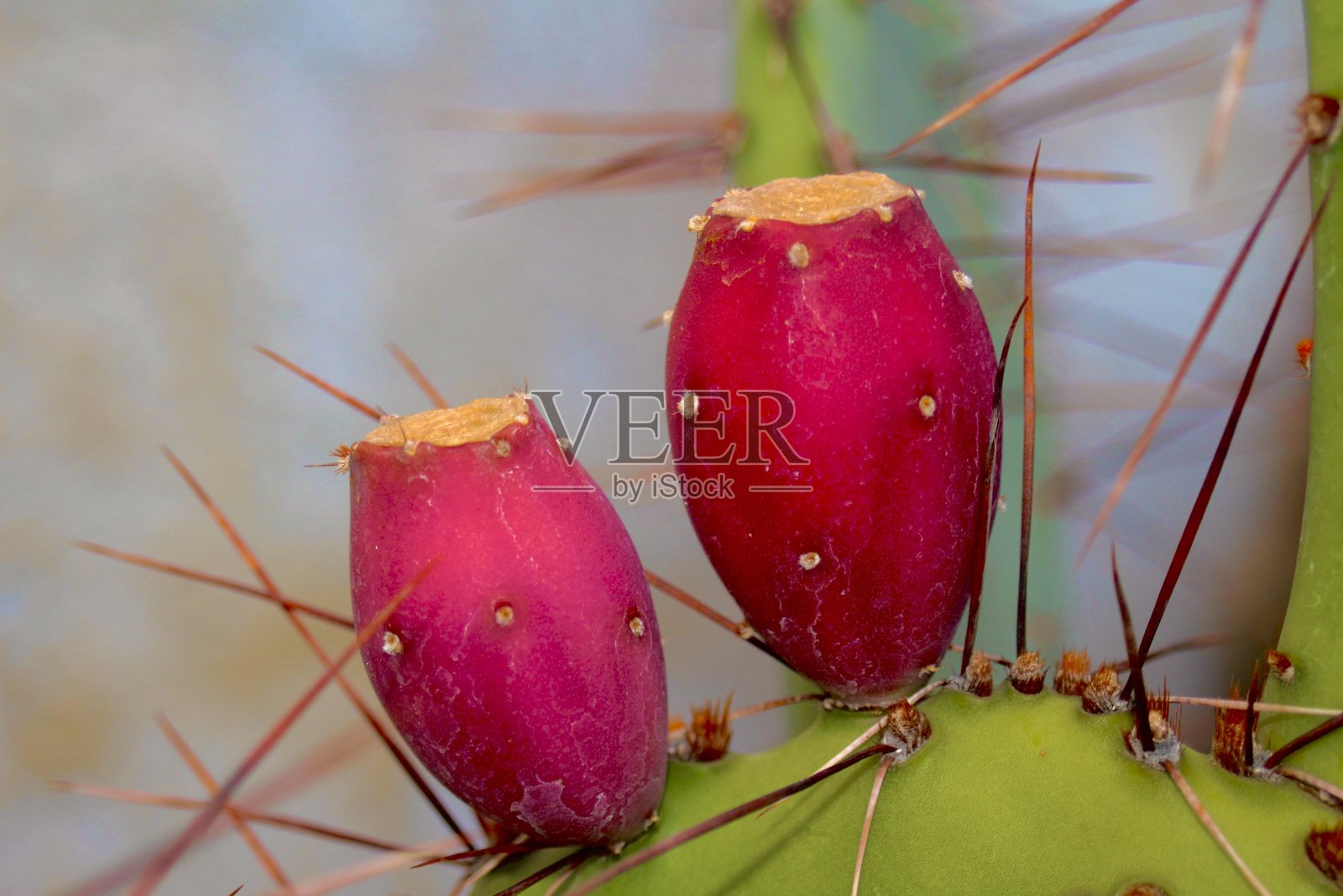 完美的仙人掌果照片摄影图片