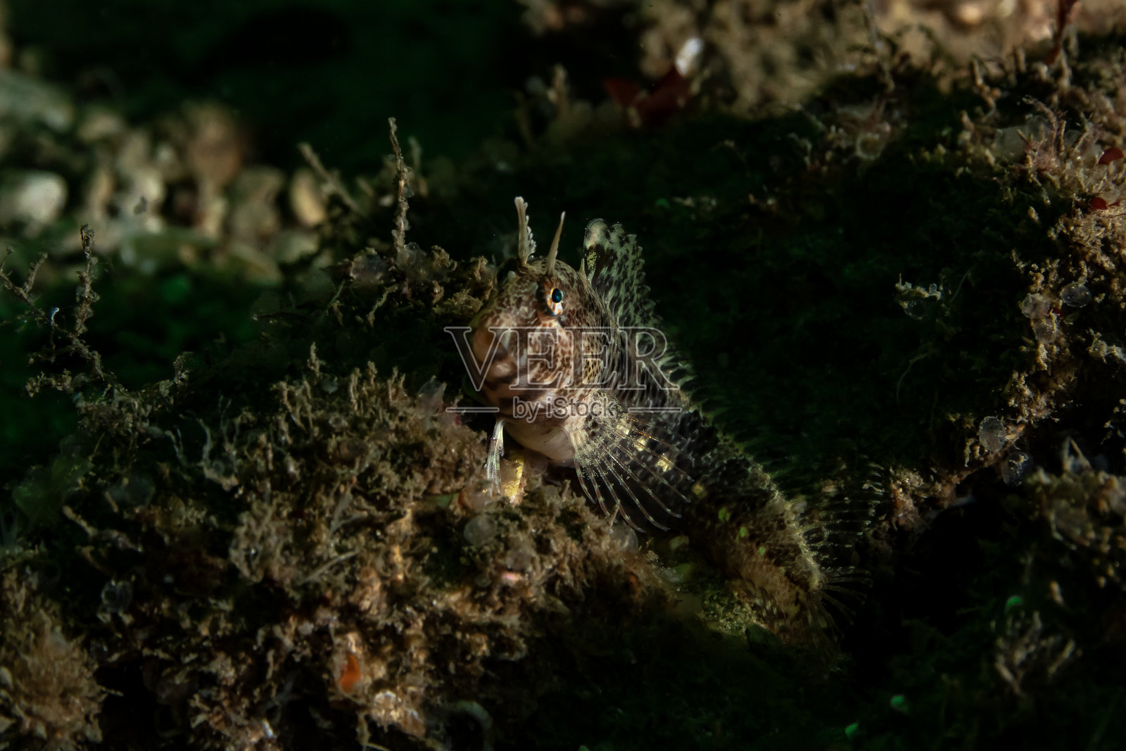 触须鳗鱼（Parablennius tentacularis）是一种梳齿鳗鱼，主要分布在地中海的各个区域。照片摄影图片
