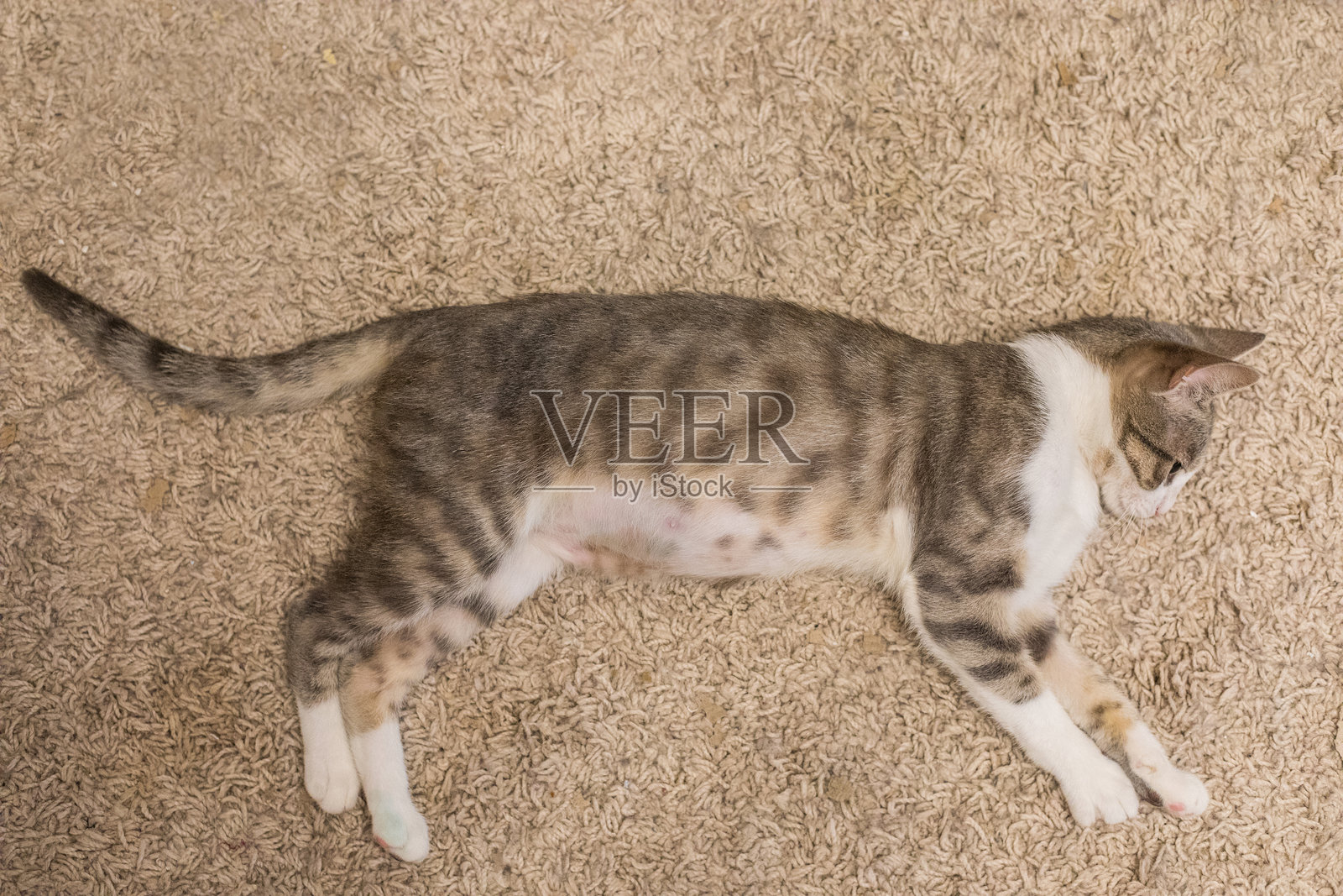 可爱的猫咪躺在地板上照片摄影图片