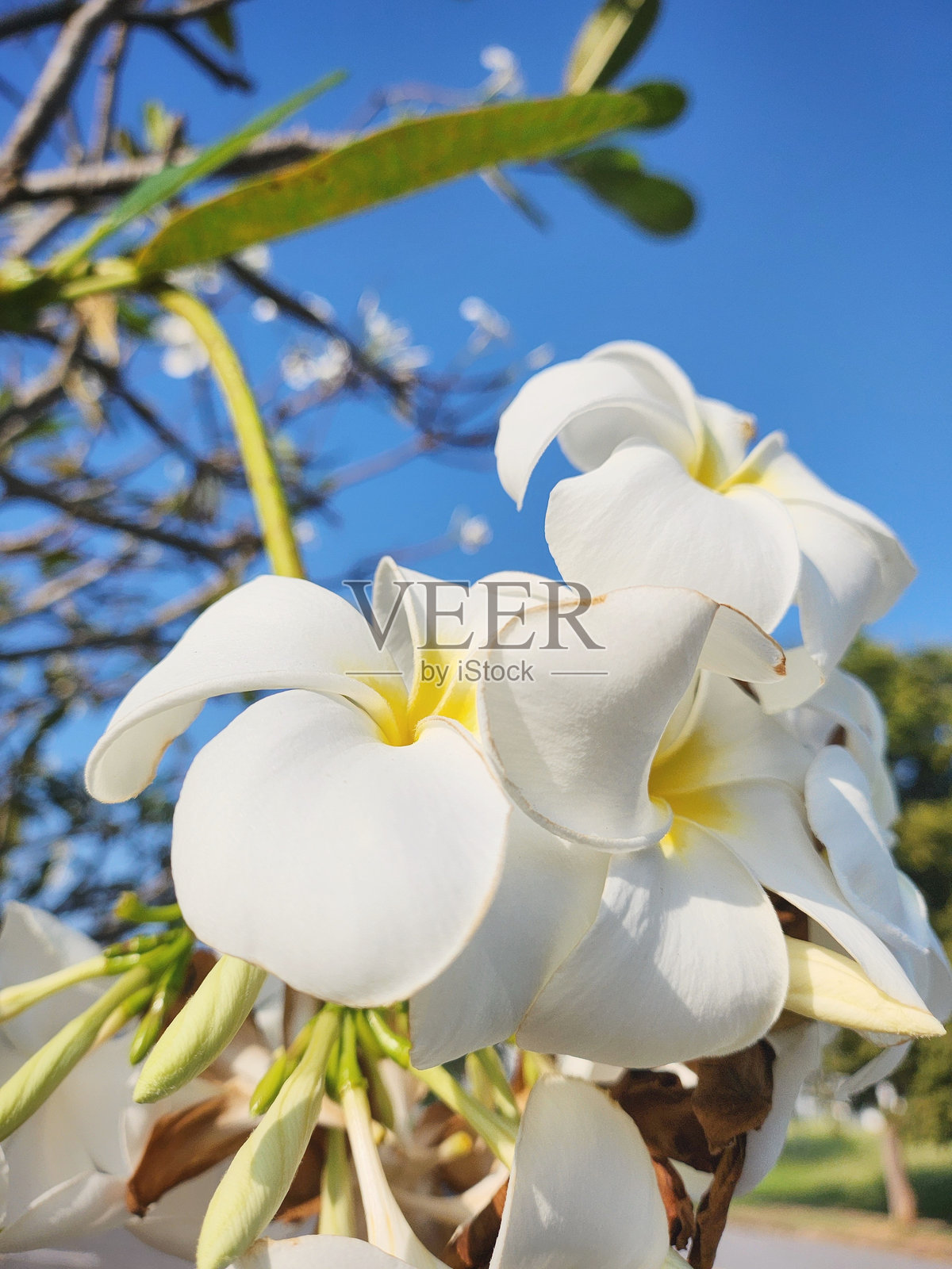 白色的鸡蛋花与蓝天照片摄影图片