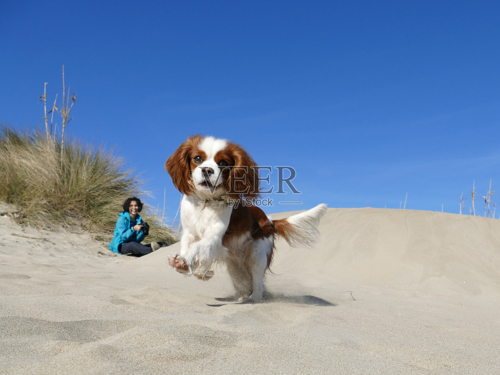 阳光明媚的日子里，女人与狗坐在海滩上，背景是湛蓝的天空。照片摄影图片