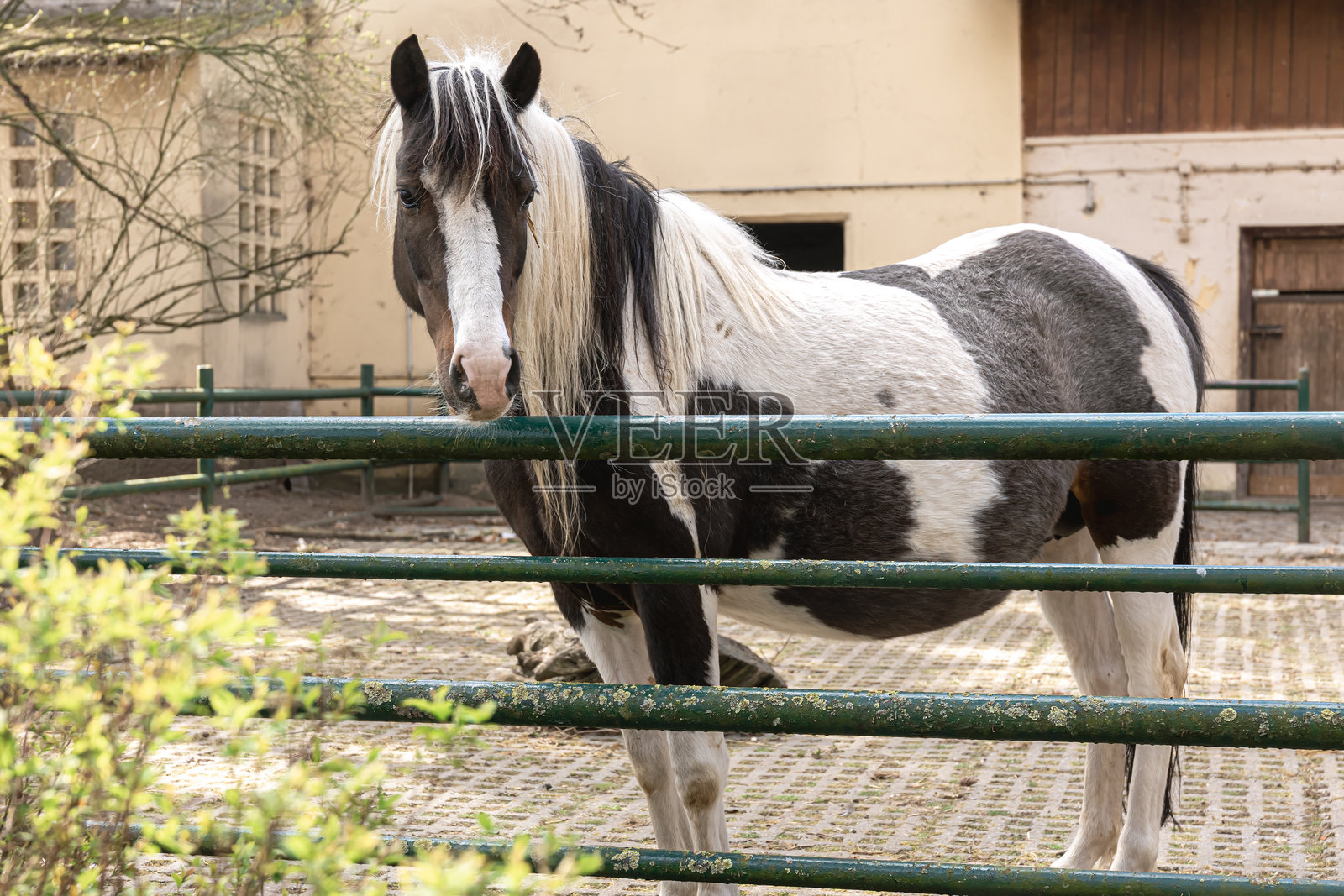 纯种马自然保护区或农场里的漂亮纯种马照片摄影图片