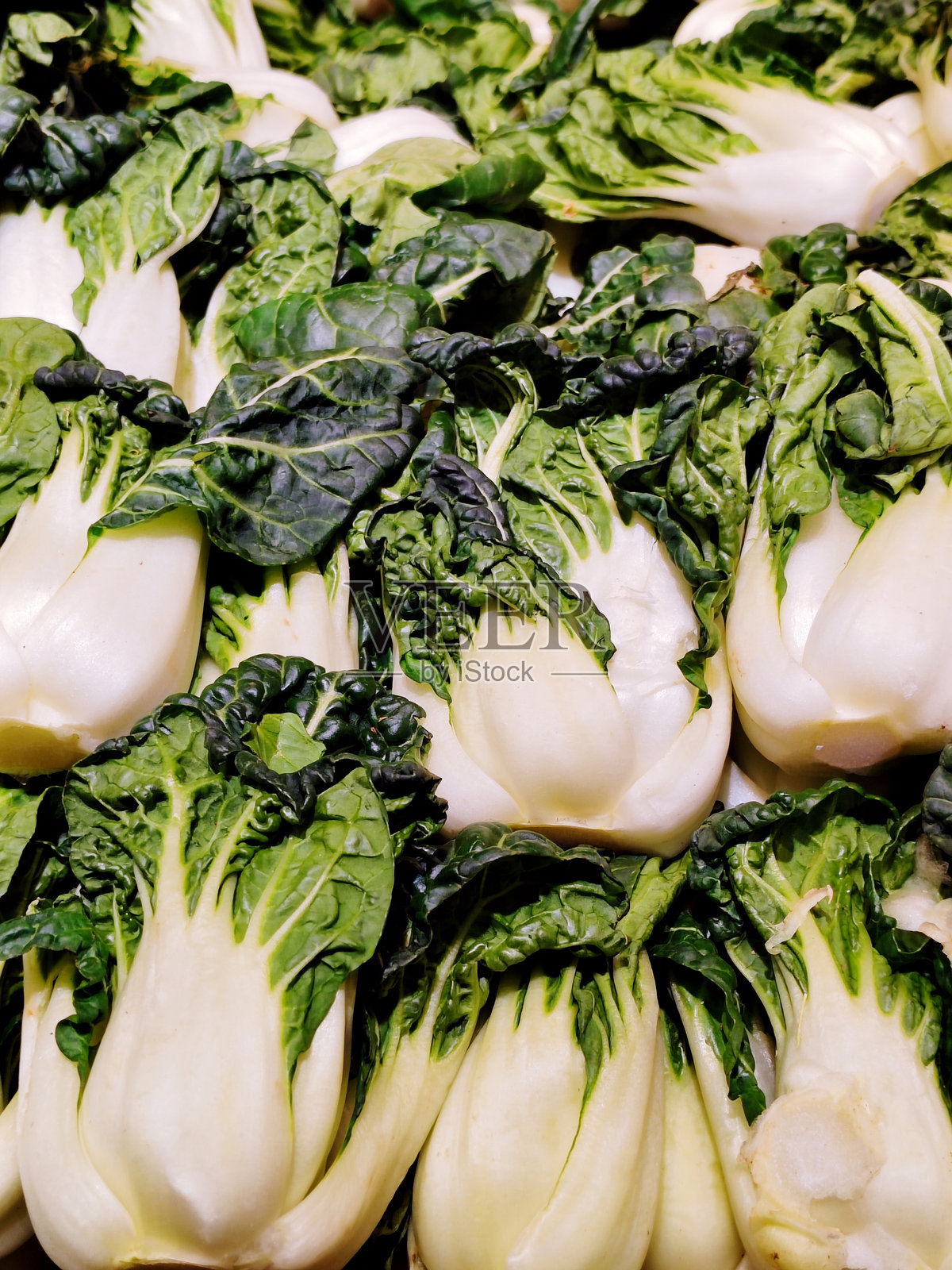 小白菜照片摄影图片