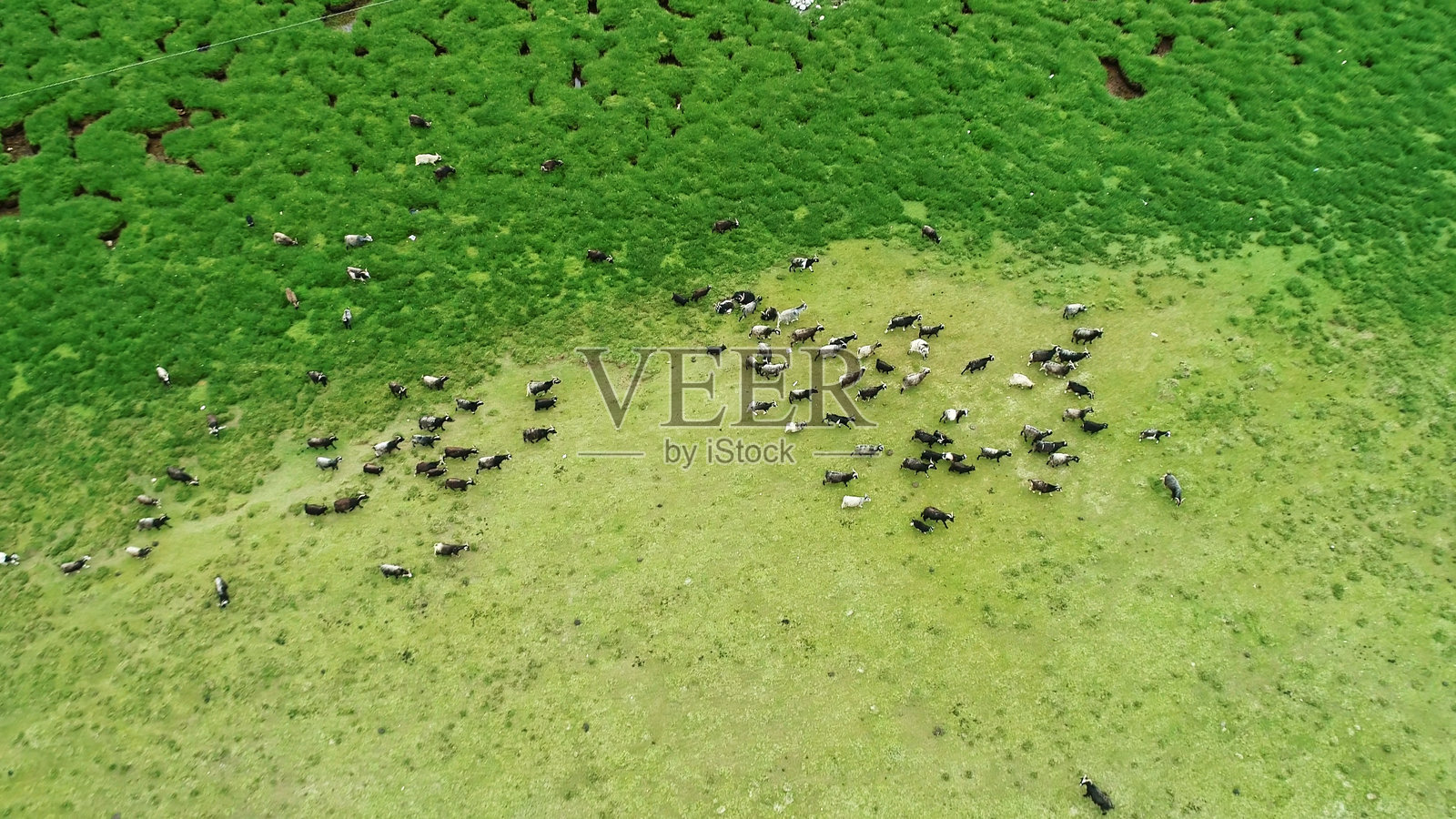 牦牛和羊在草原上吃草，念青唐古拉山，那曲，西藏，中国，亚洲。青藏高原。照片摄影图片