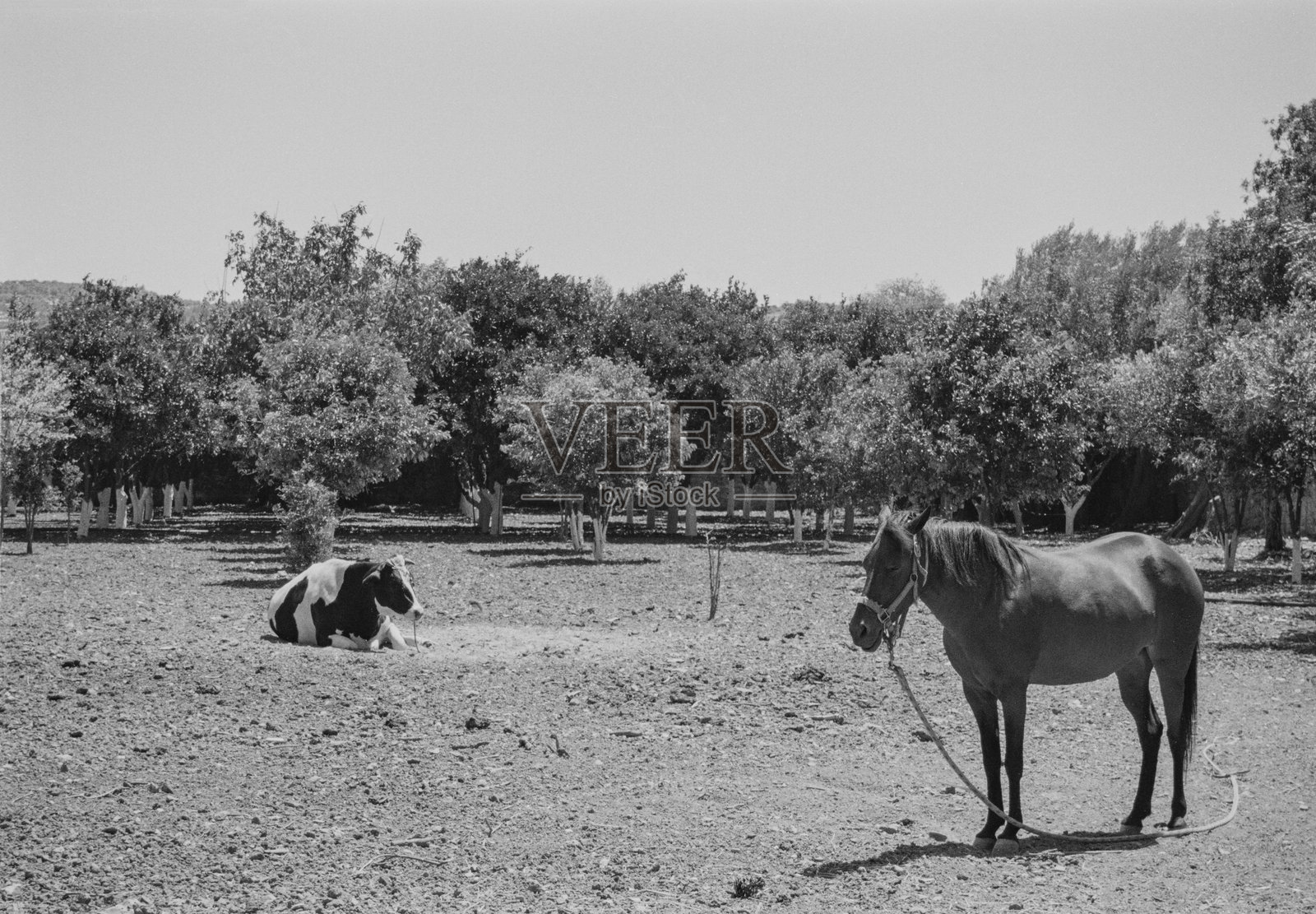 希腊奇奥斯岛上的坎波斯村以黑白形式呈现照片摄影图片