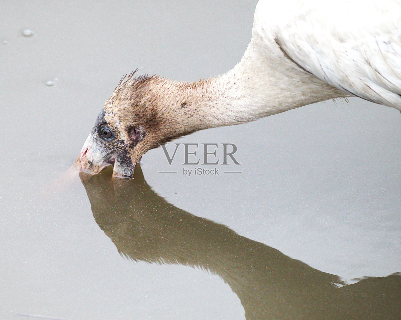 幼鸟木鹳觅食照片摄影图片