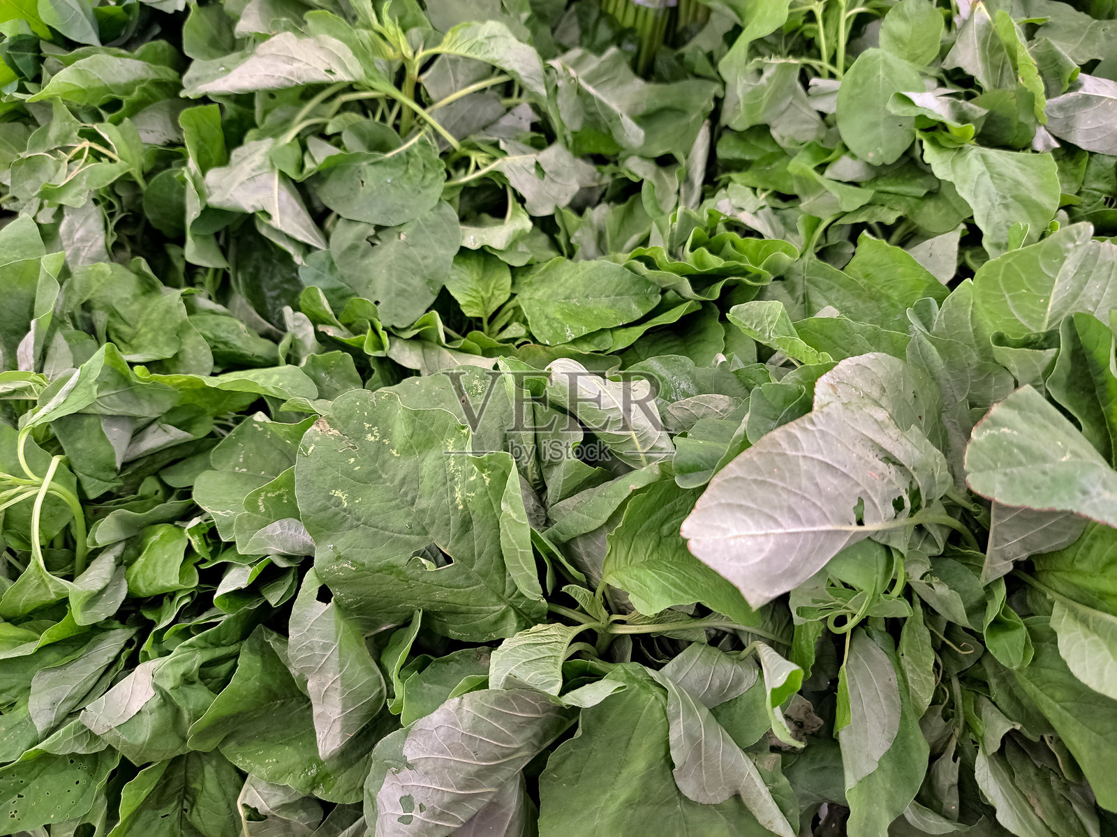 菠菜叶的全景。健康的蔬菜食品。照片摄影图片