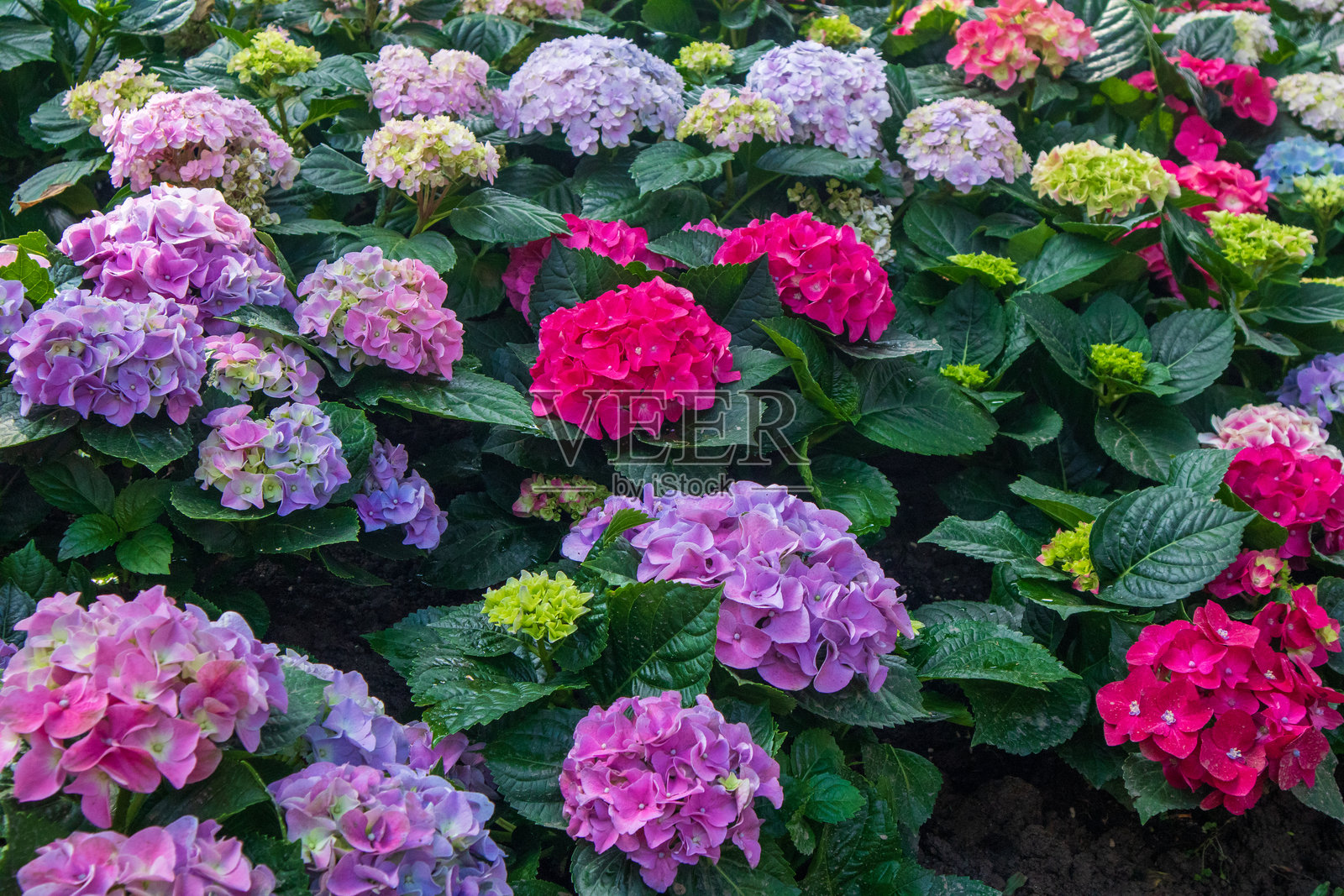 美丽多彩的绣球花在花园中盛开。照片摄影图片