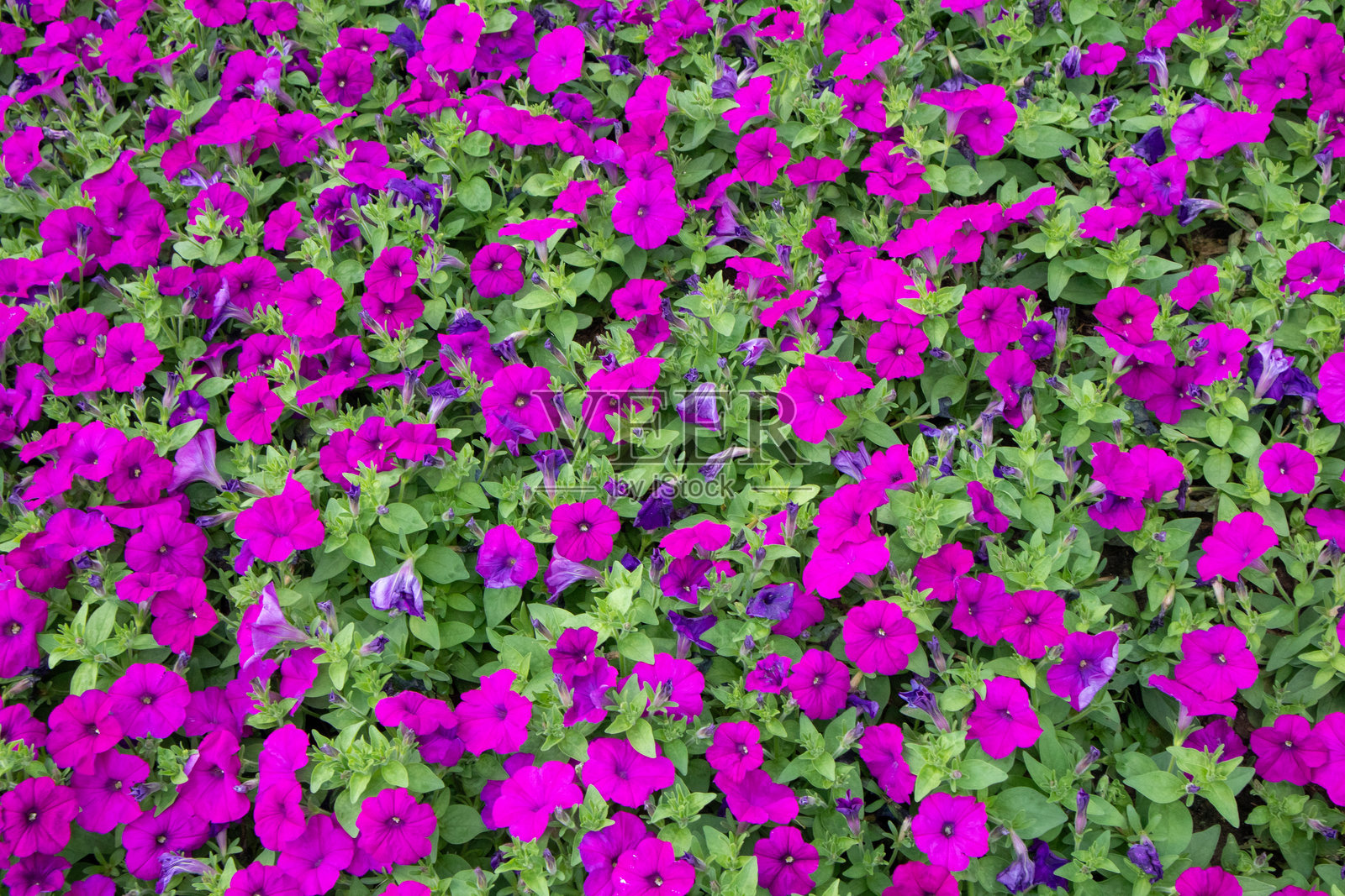 美丽的紫色大花矮牵牛花在花园中。照片摄影图片