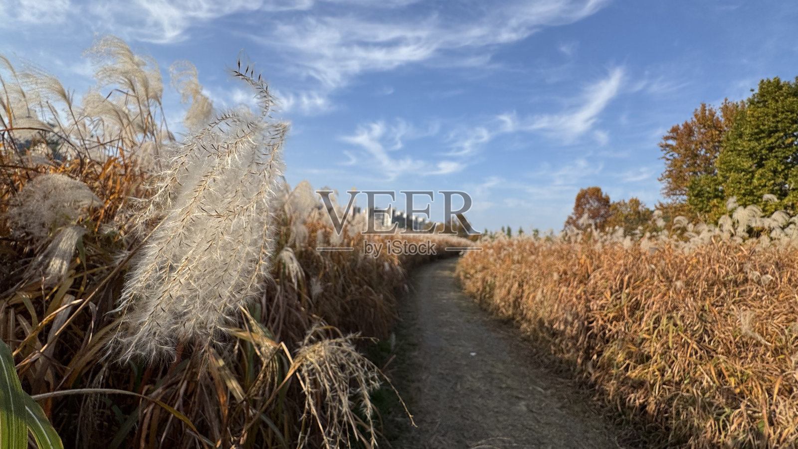 多安芦苇森林照片摄影图片