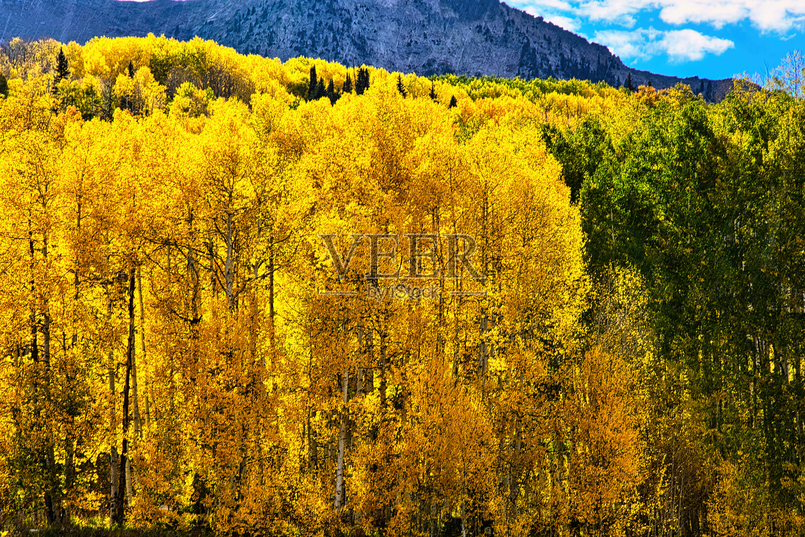 金色的白杨树照片摄影图片