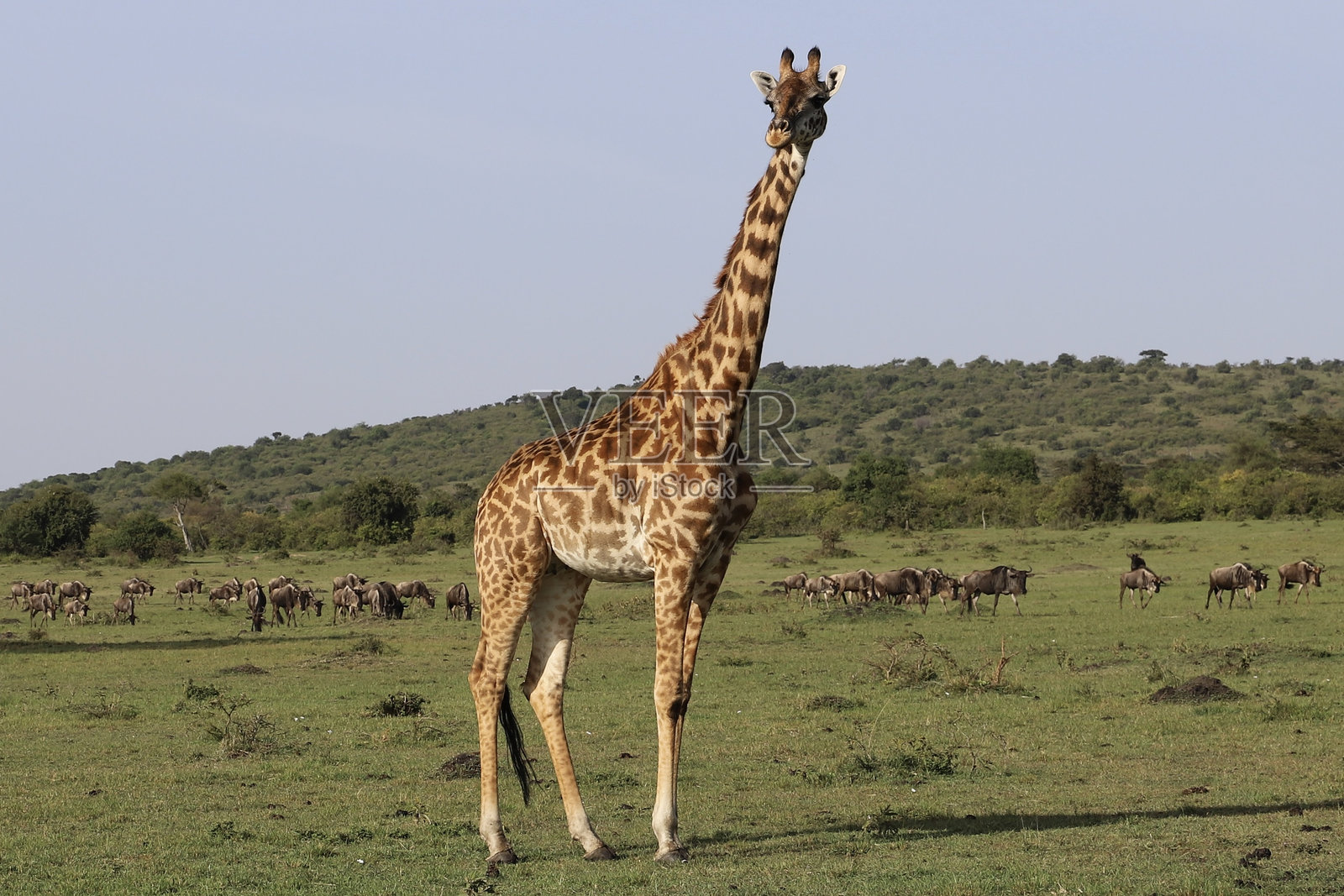 长颈鹿照片摄影图片