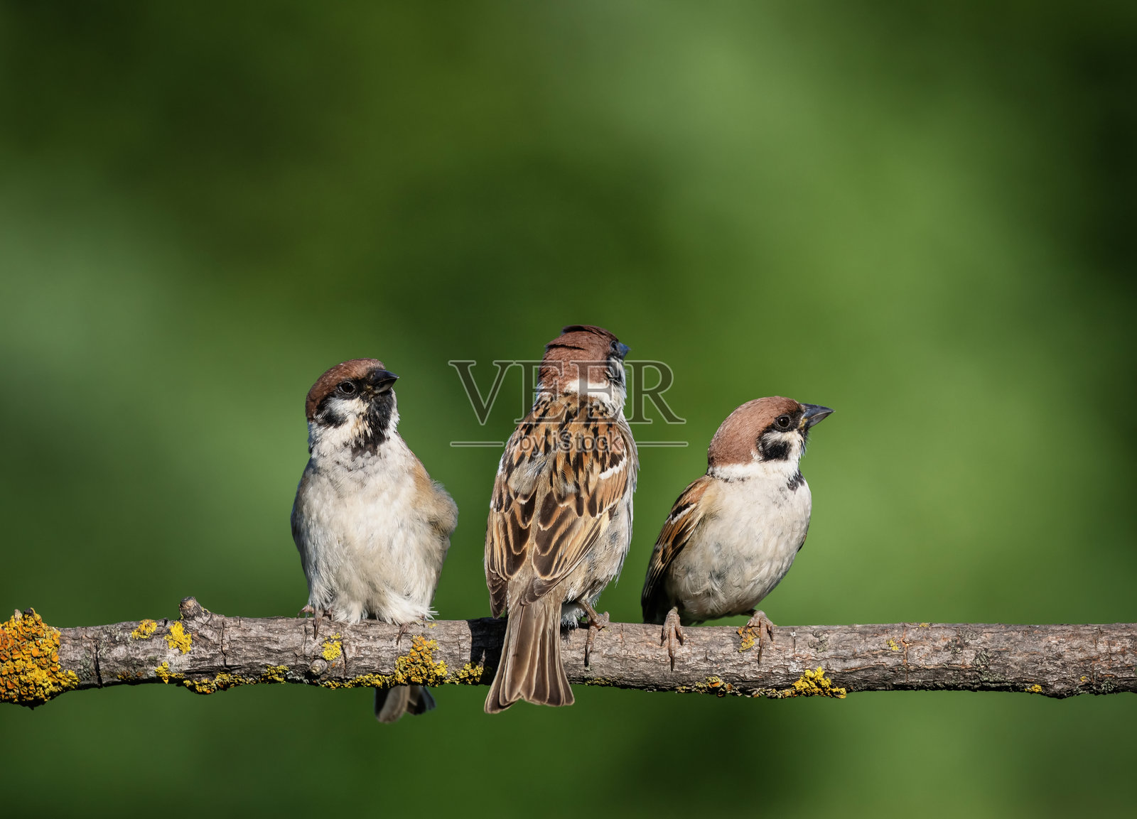三只麻雀栖息在树枝上，背景是一片绿色的夏季花园。照片摄影图片