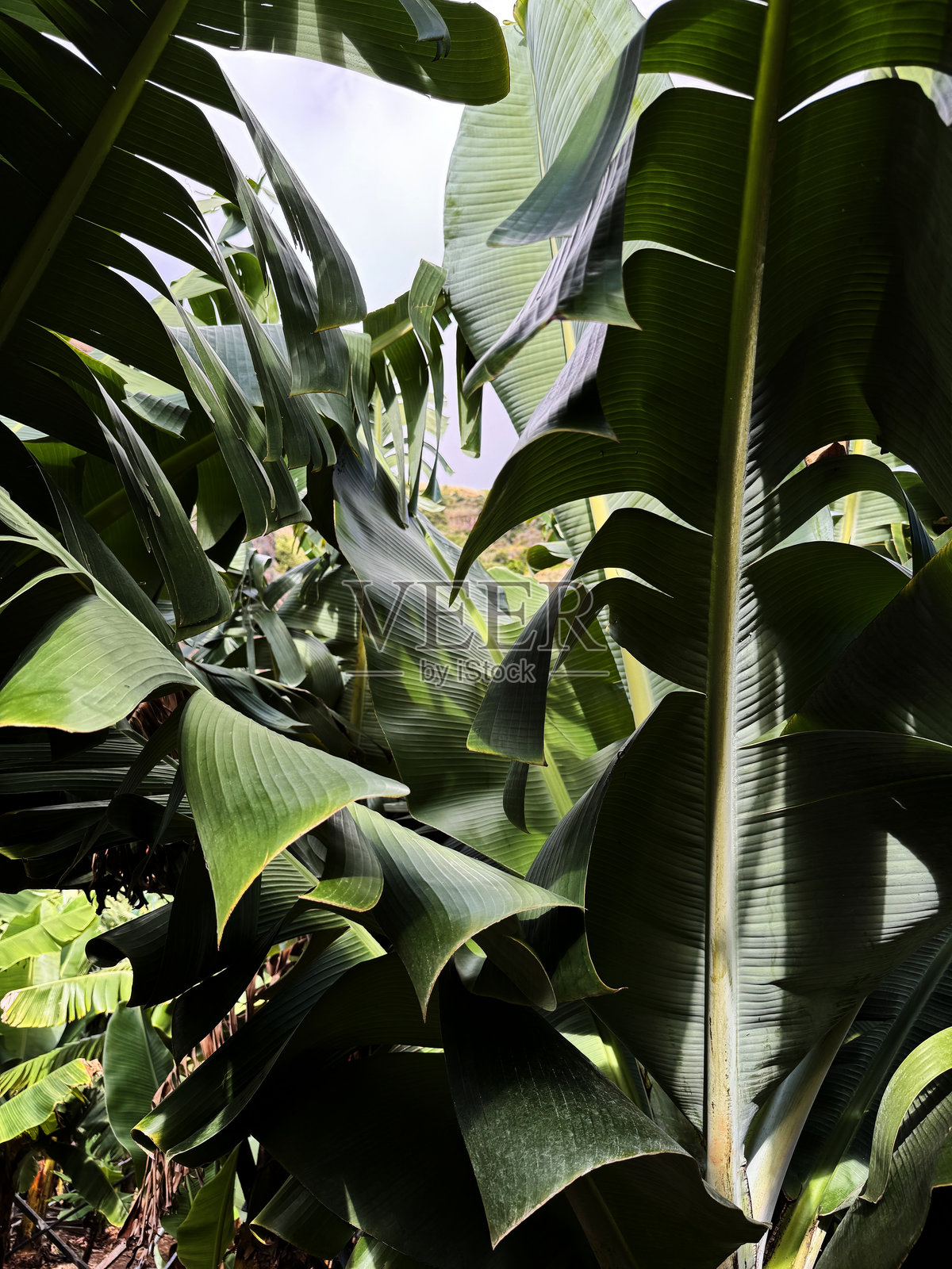 香蕉树照片摄影图片