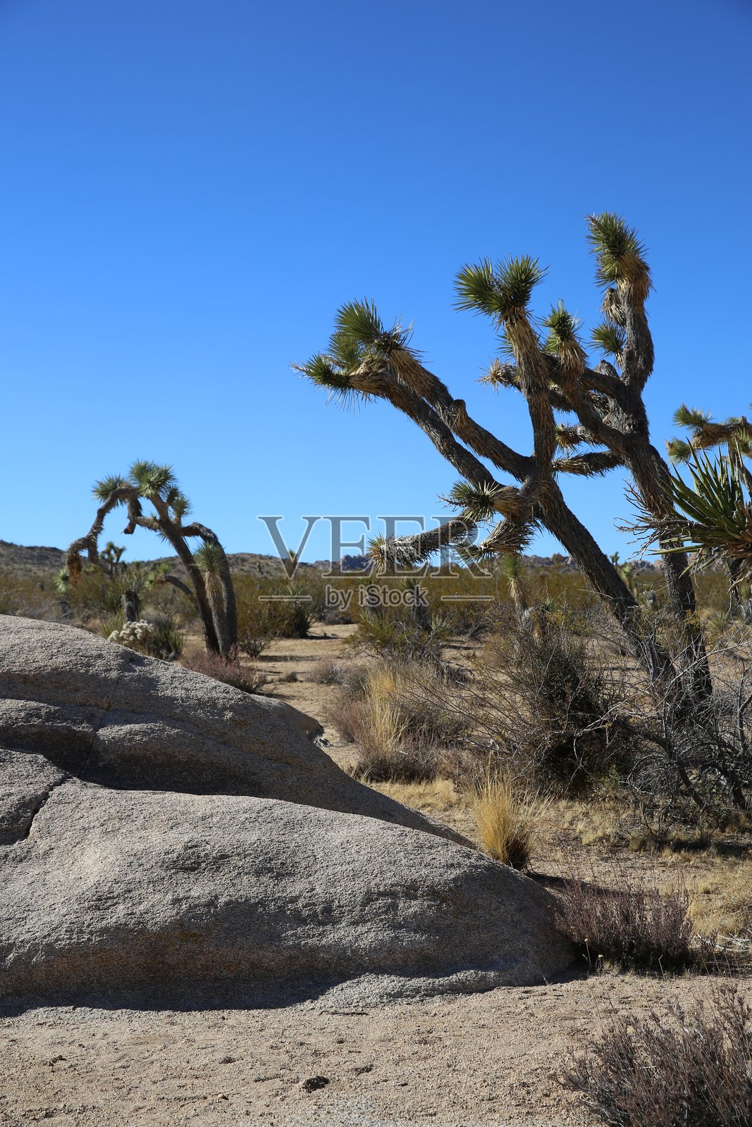 加州约书亚树国家公园的约书亚树和巨石照片摄影图片